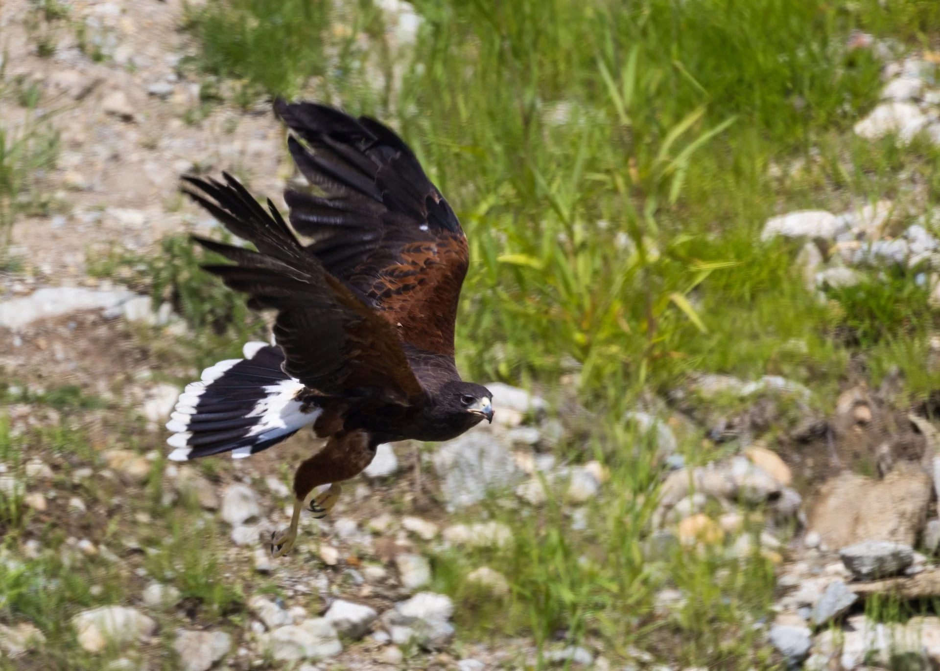 2025 07 Grouse Mountain - 20.jpeg