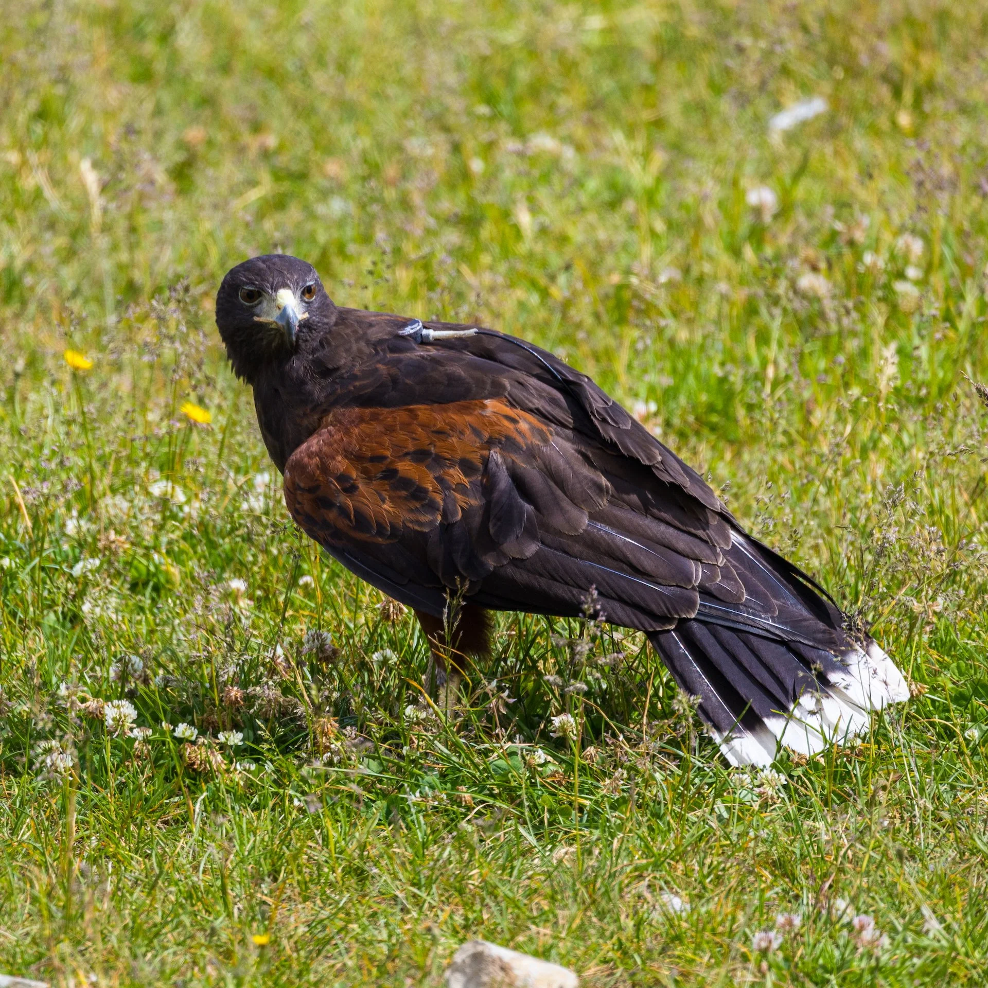 2025 07 Grouse Mountain - 22.jpeg