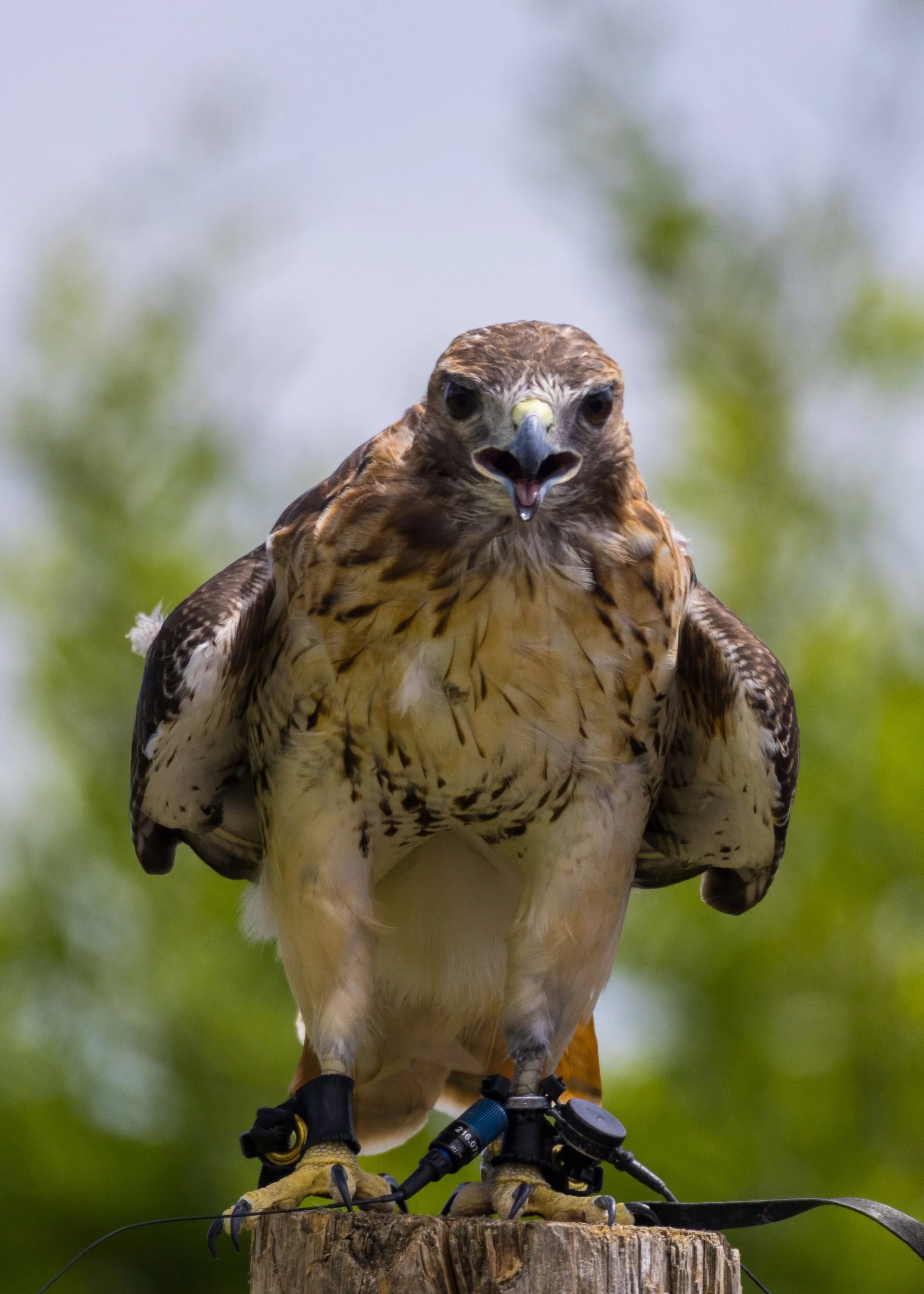 2025 07 Grouse Mountain - 24.jpeg