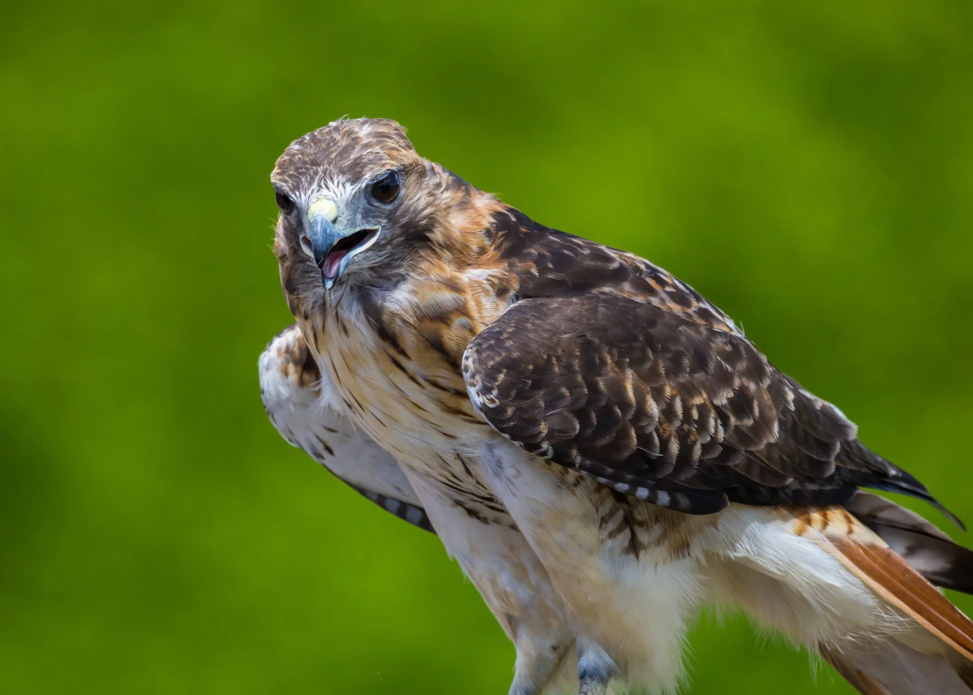 2025 07 Grouse Mountain - 25.jpeg