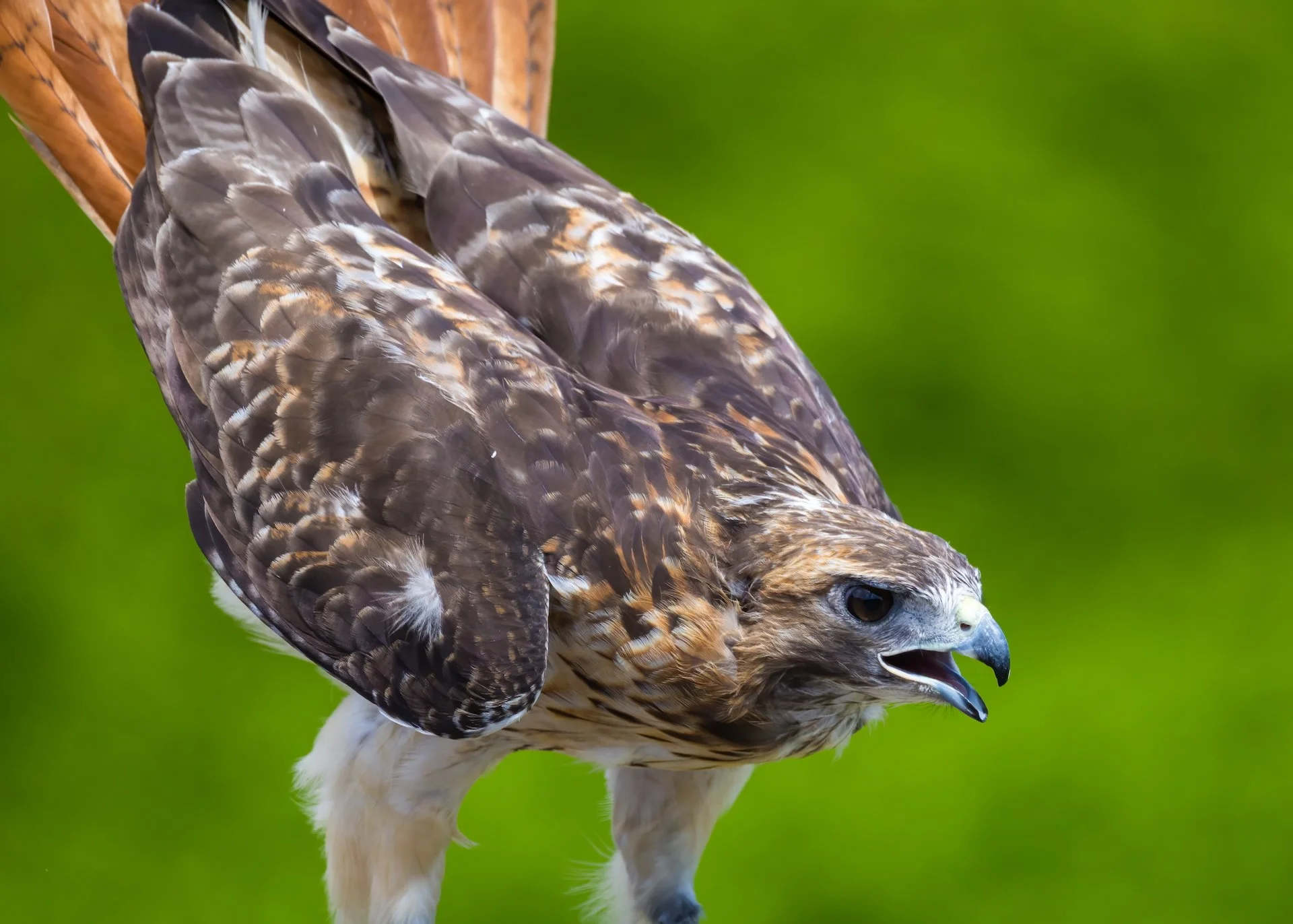 2025 07 Grouse Mountain - 26.jpeg