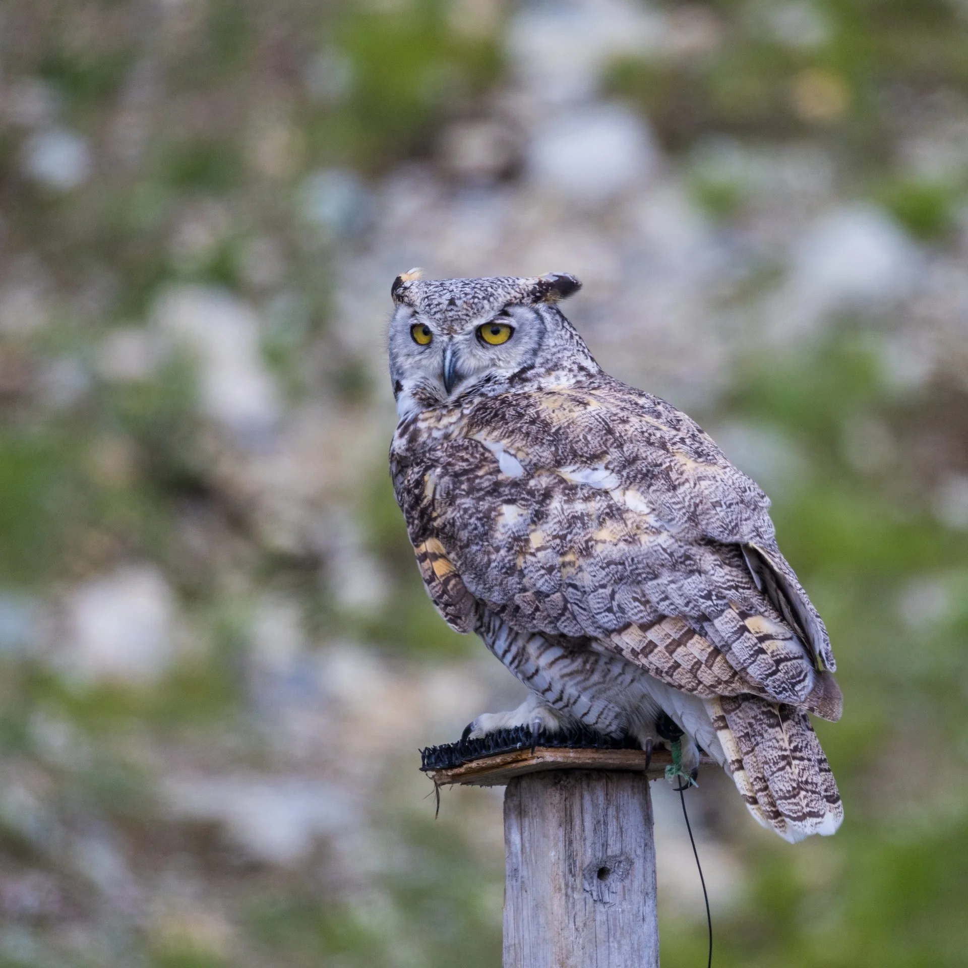 2025 07 Grouse Mountain - 28.jpeg