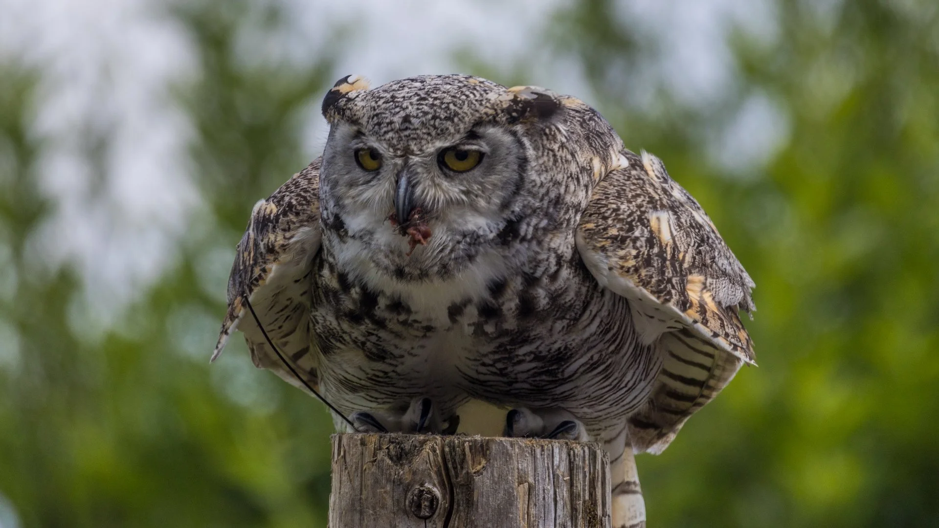 2025 07 Grouse Mountain - 29.jpeg