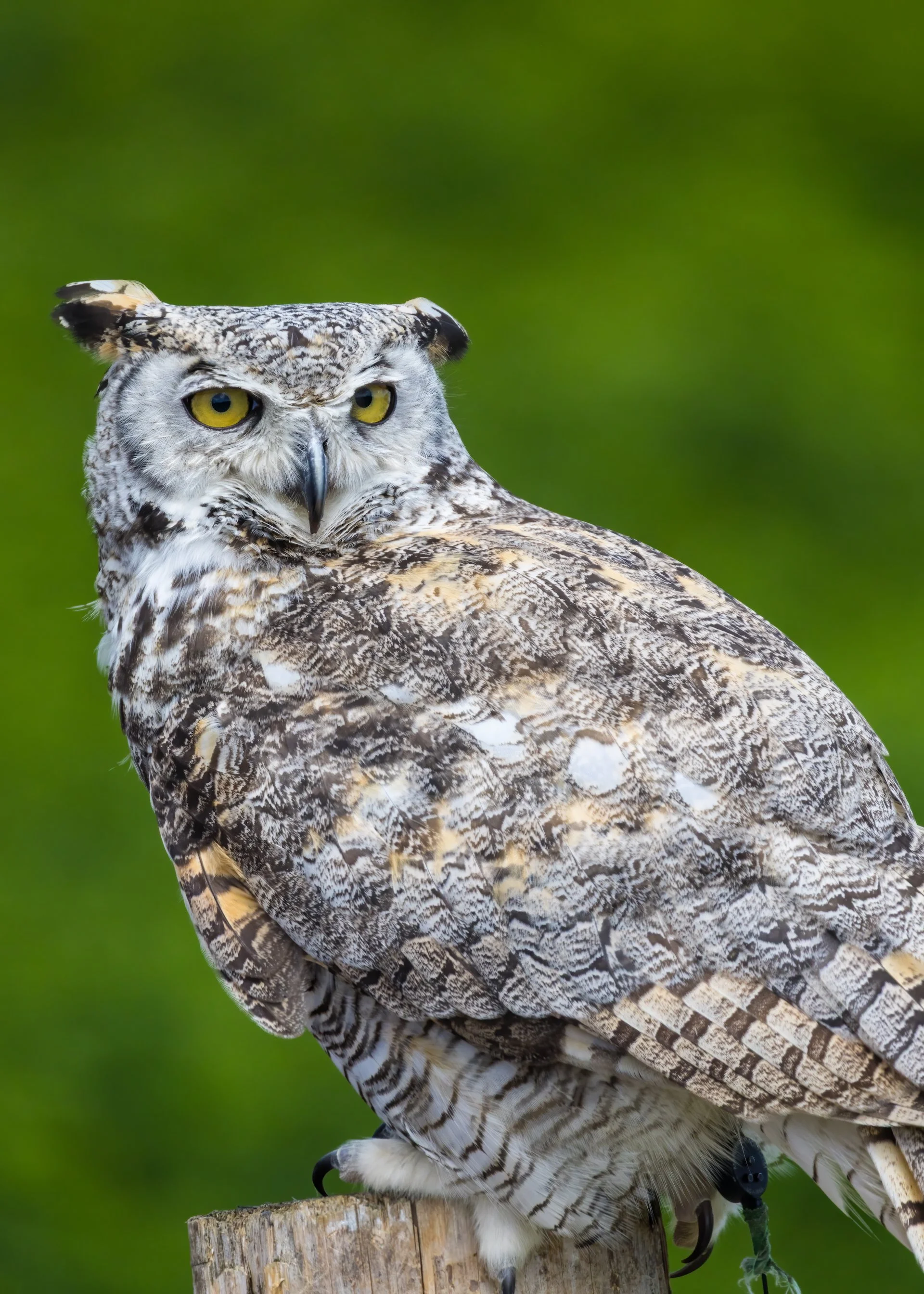 2025 07 Grouse Mountain - 31.jpeg