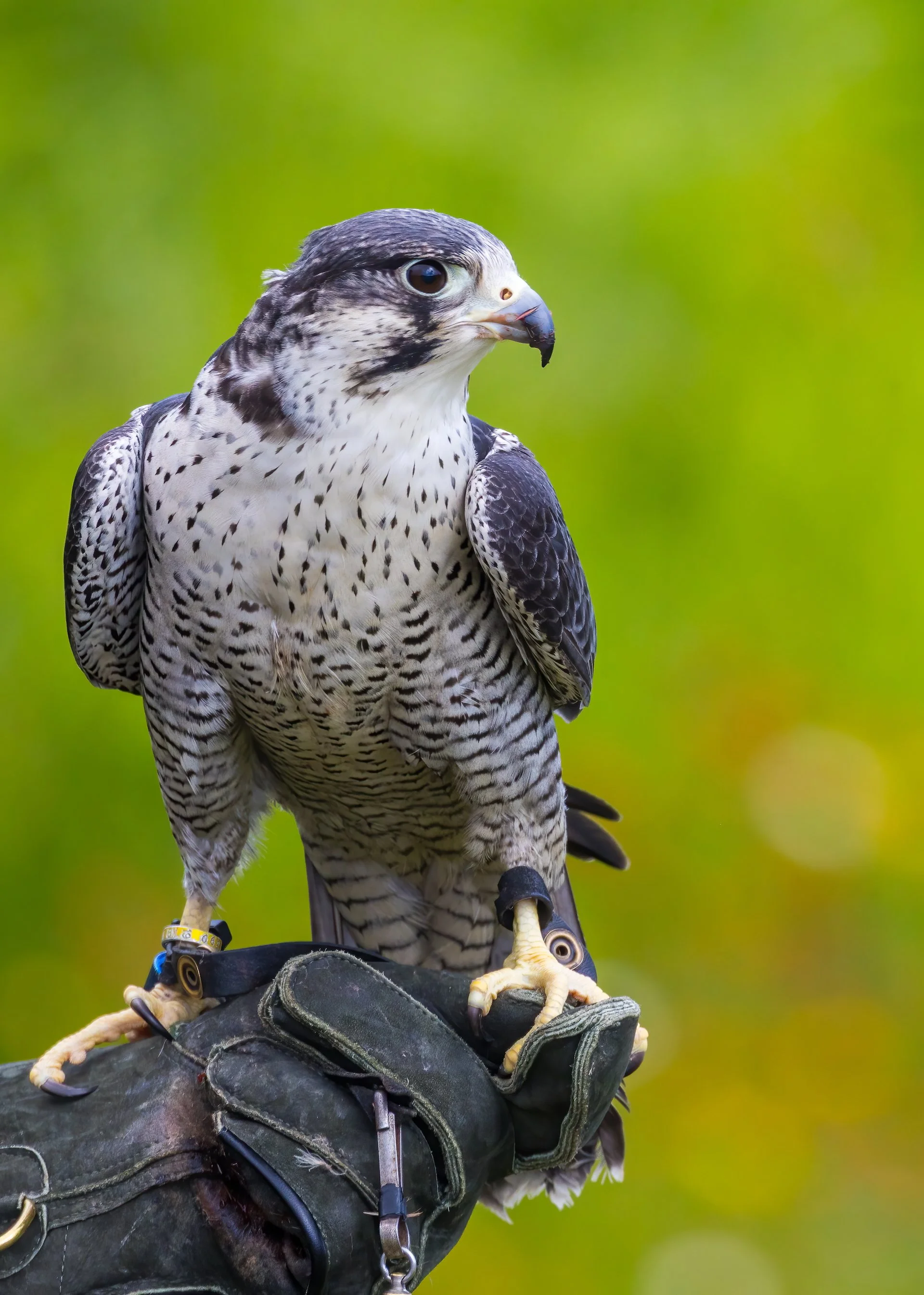 2025 07 Grouse Mountain - 35.jpeg