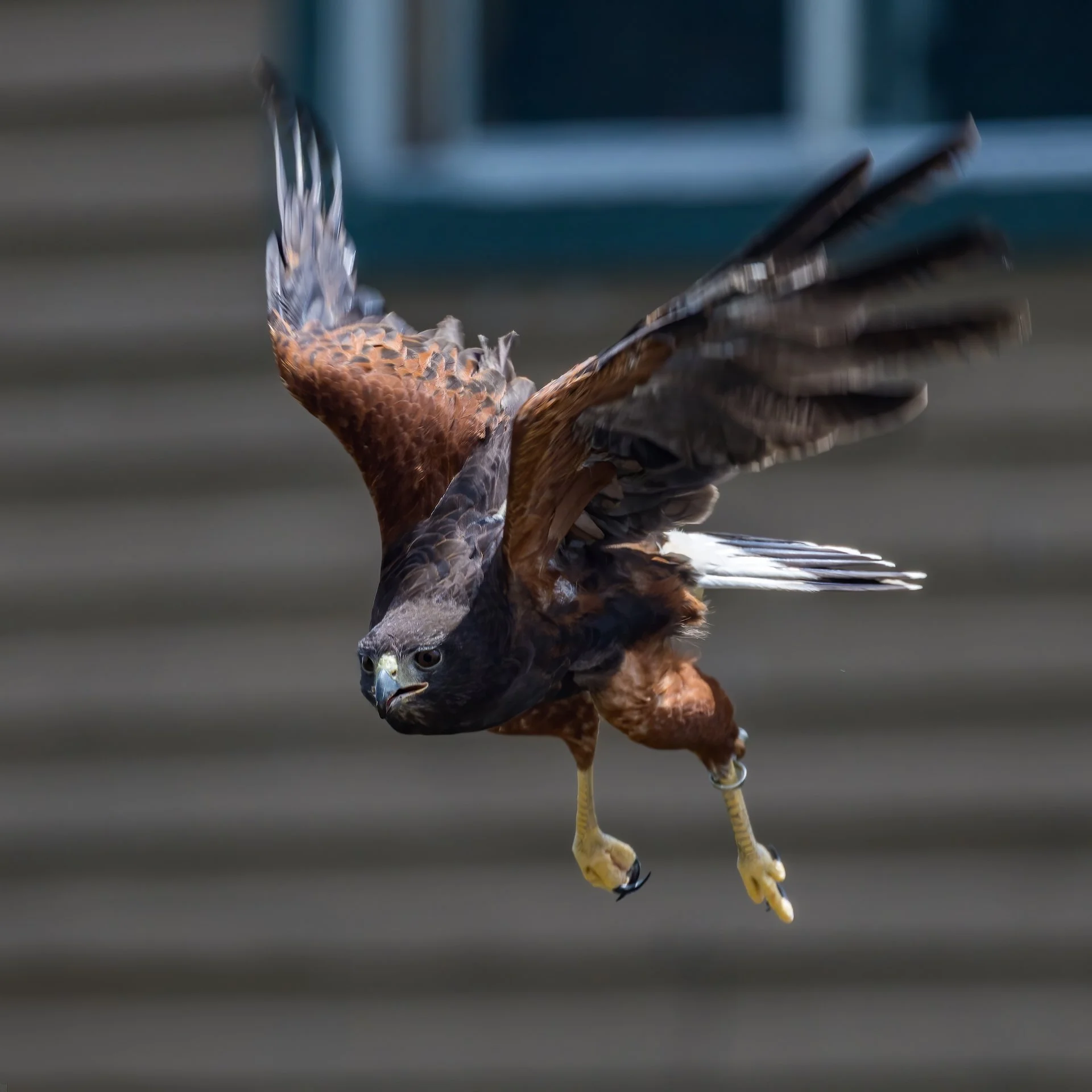 2025 07 Grouse Mountain - 18.jpeg