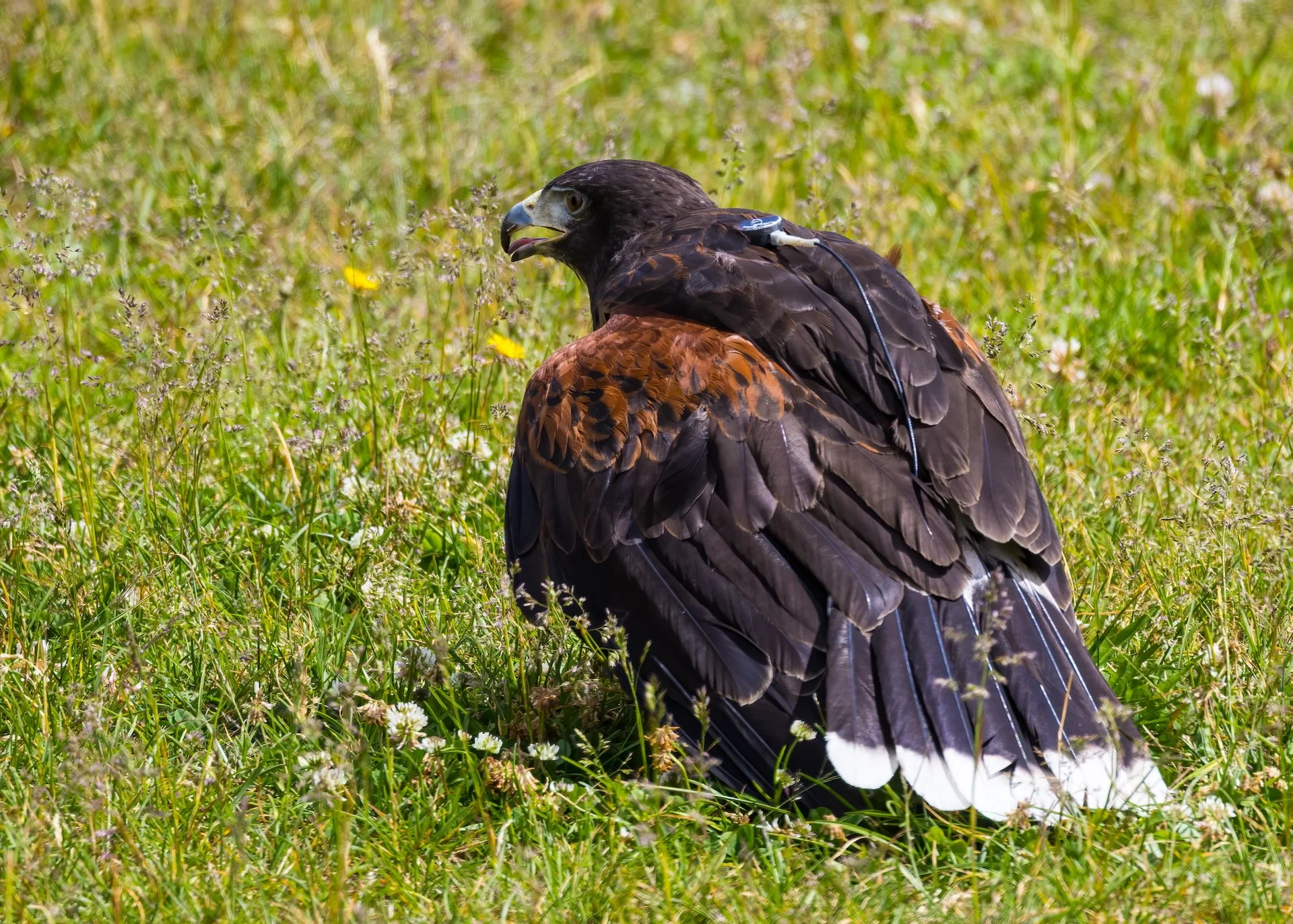 2025 07 Grouse Mountain - 21.jpeg