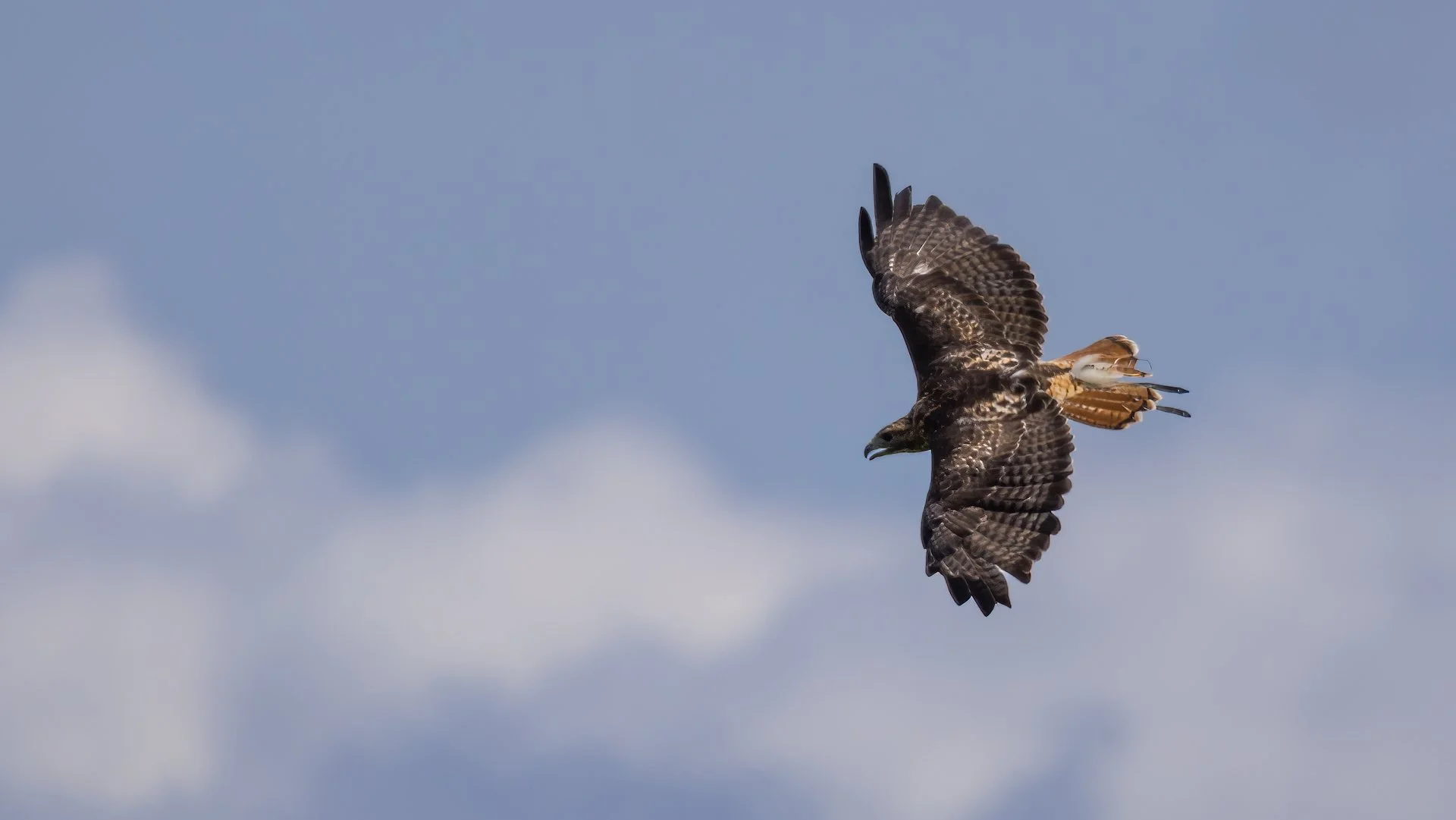 2025 07 Grouse Mountain - 23.jpeg