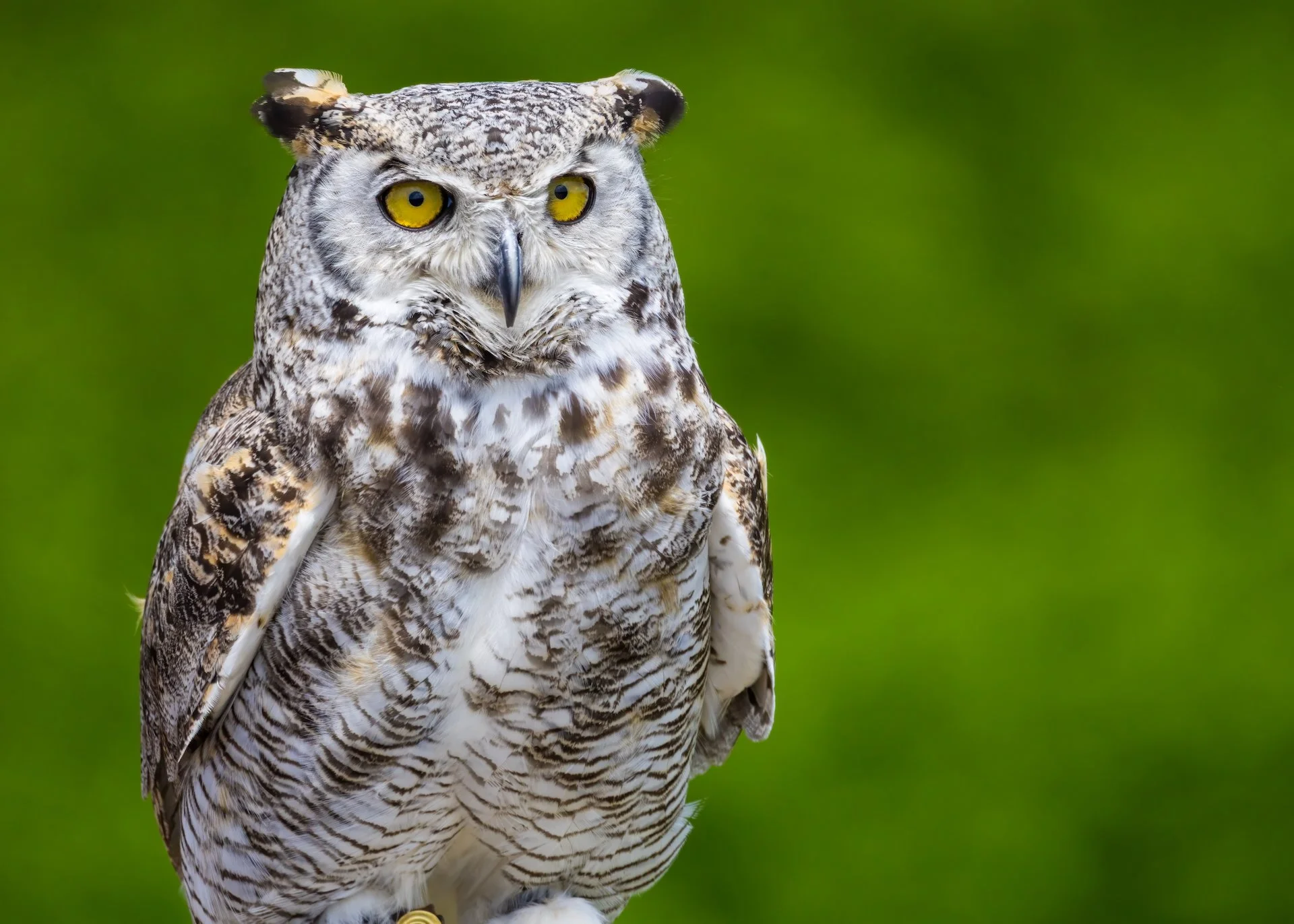 2025 07 Grouse Mountain - 27.jpeg