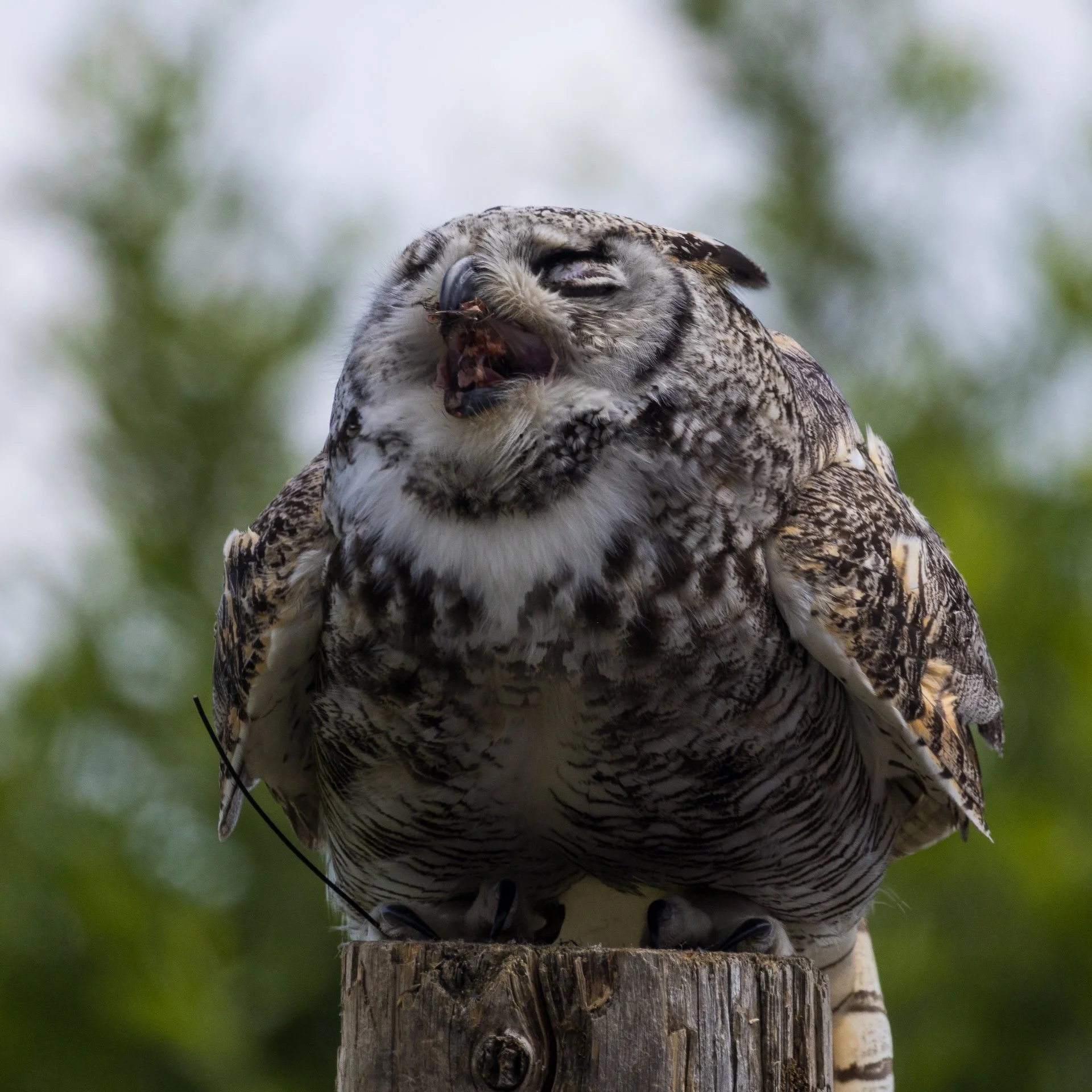 2025 07 Grouse Mountain - 30.jpeg