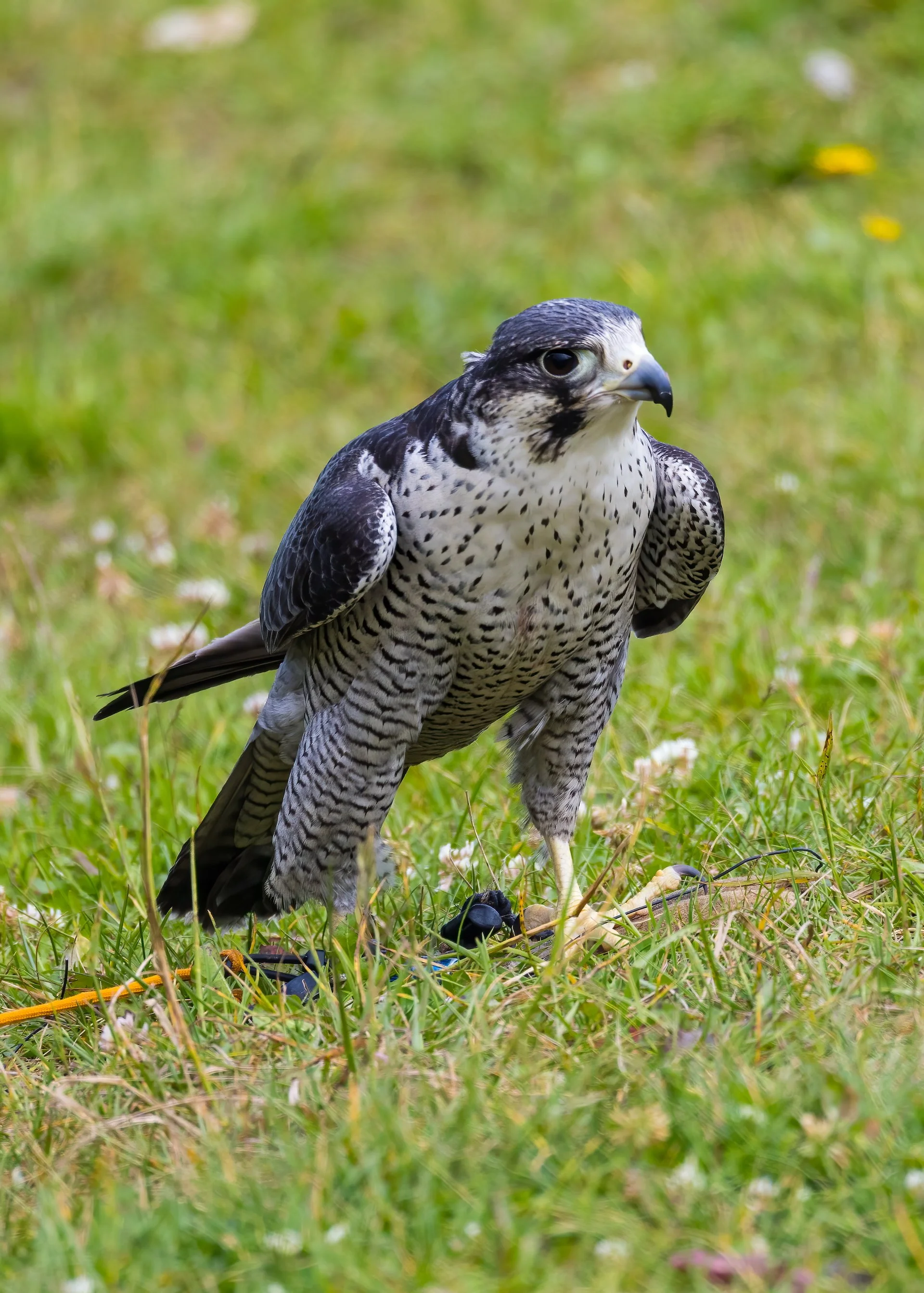 2025 07 Grouse Mountain - 34.jpeg