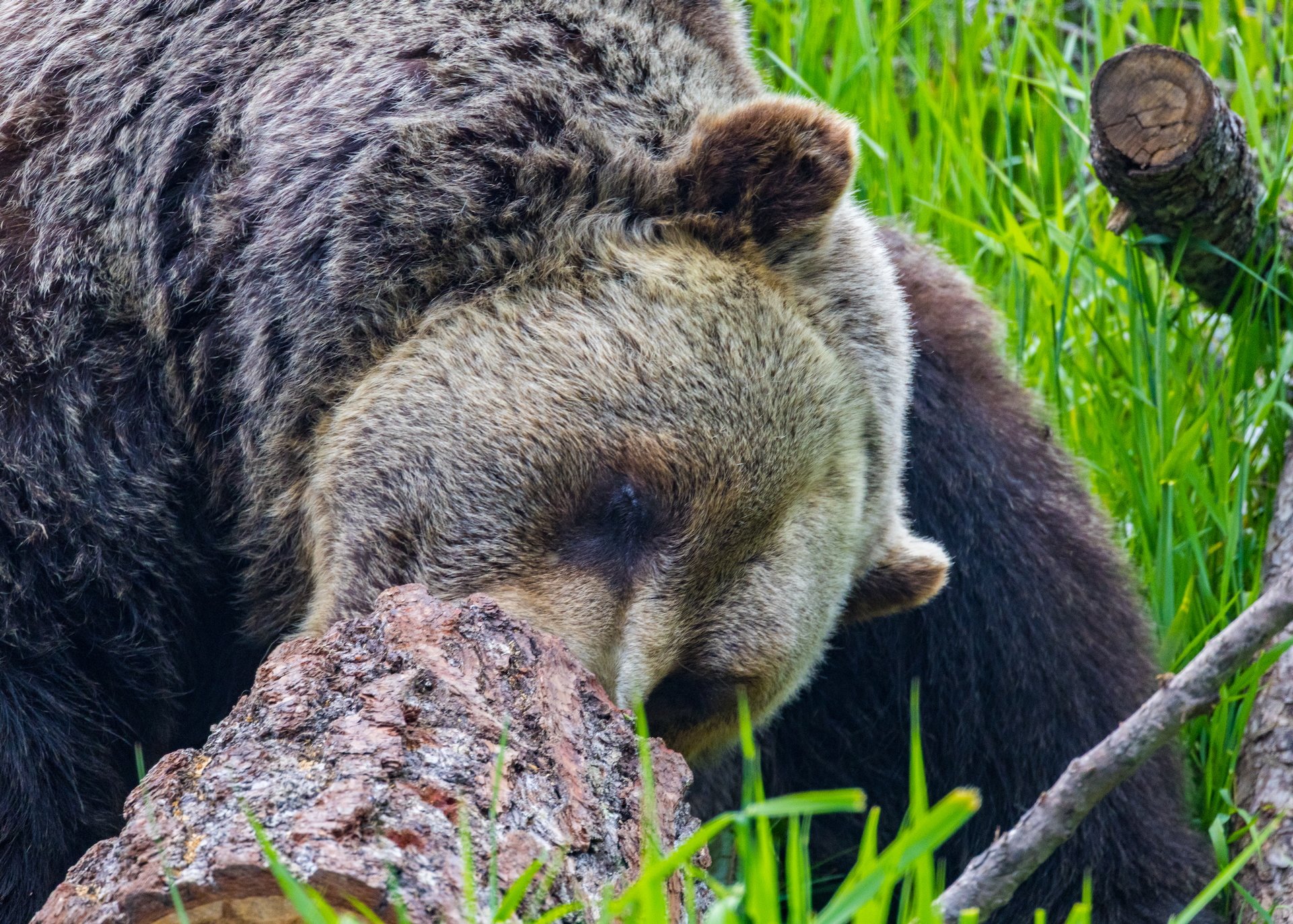 2025 07 Grouse Mountain - 36.jpeg