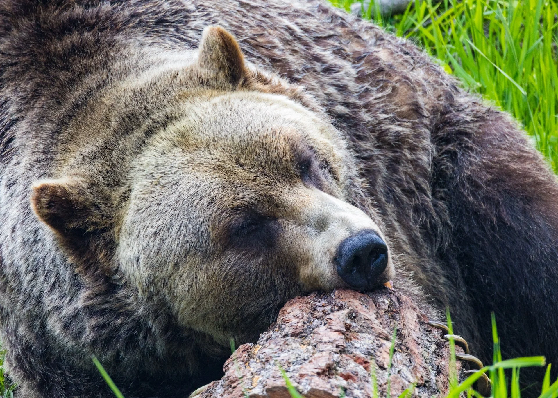 2025 07 Grouse Mountain - 37.jpeg