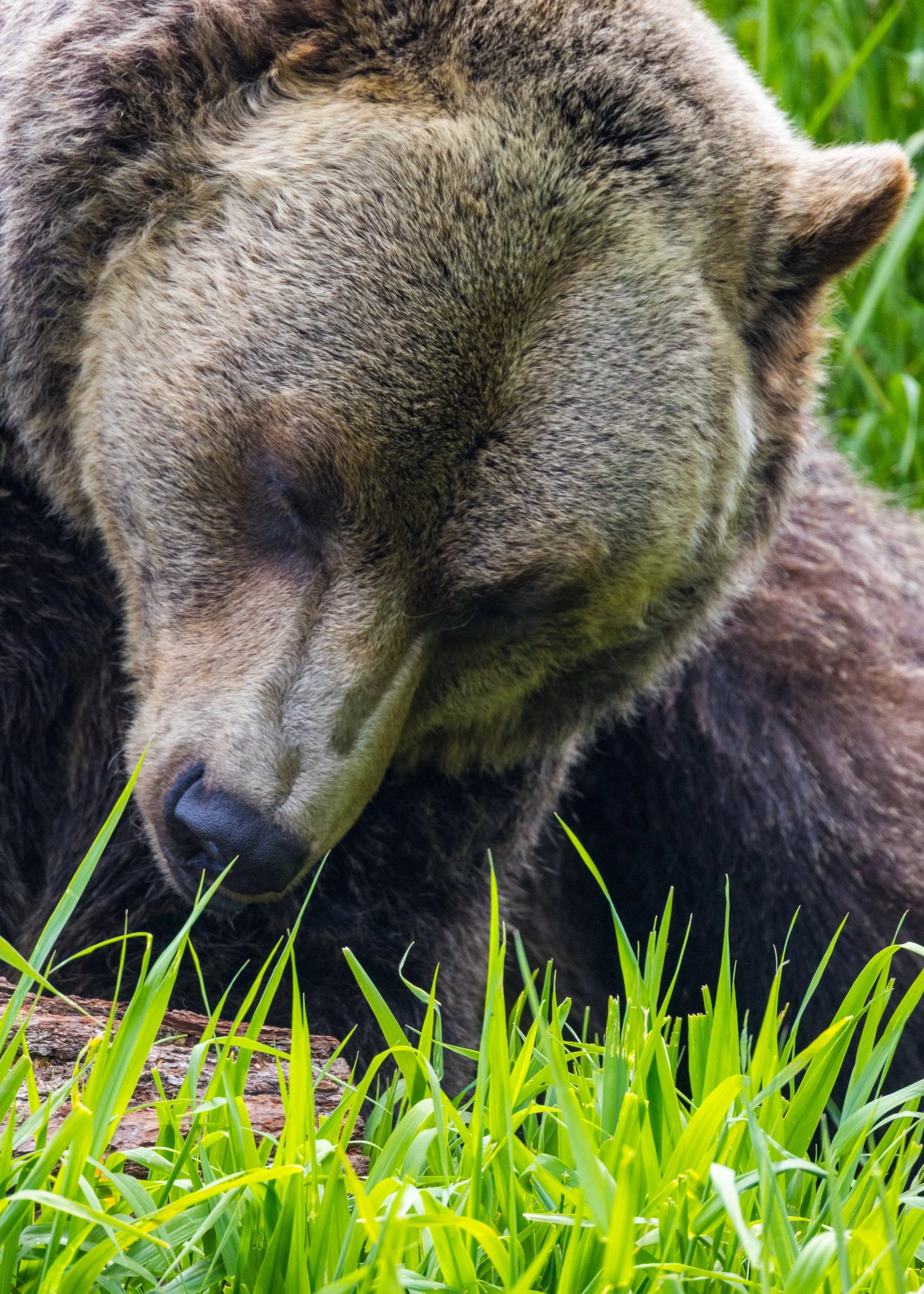 2025 07 Grouse Mountain - 38.jpeg