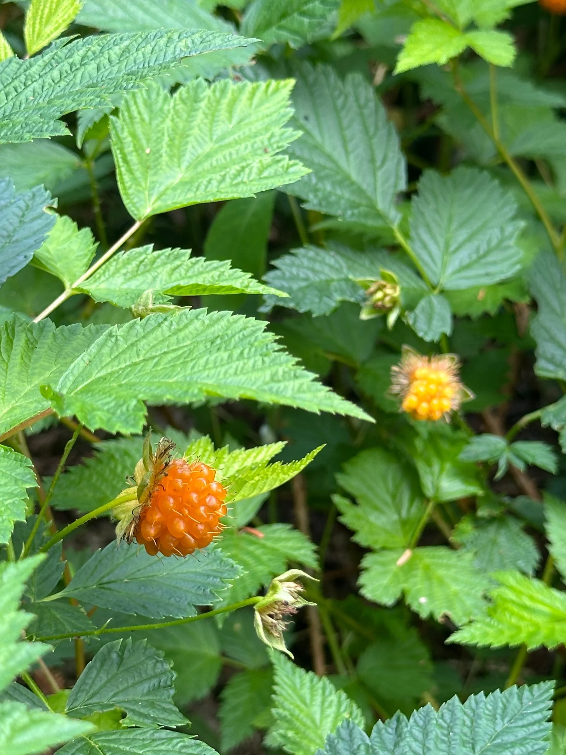  There were so many ripe berries (not this on in particular).  
