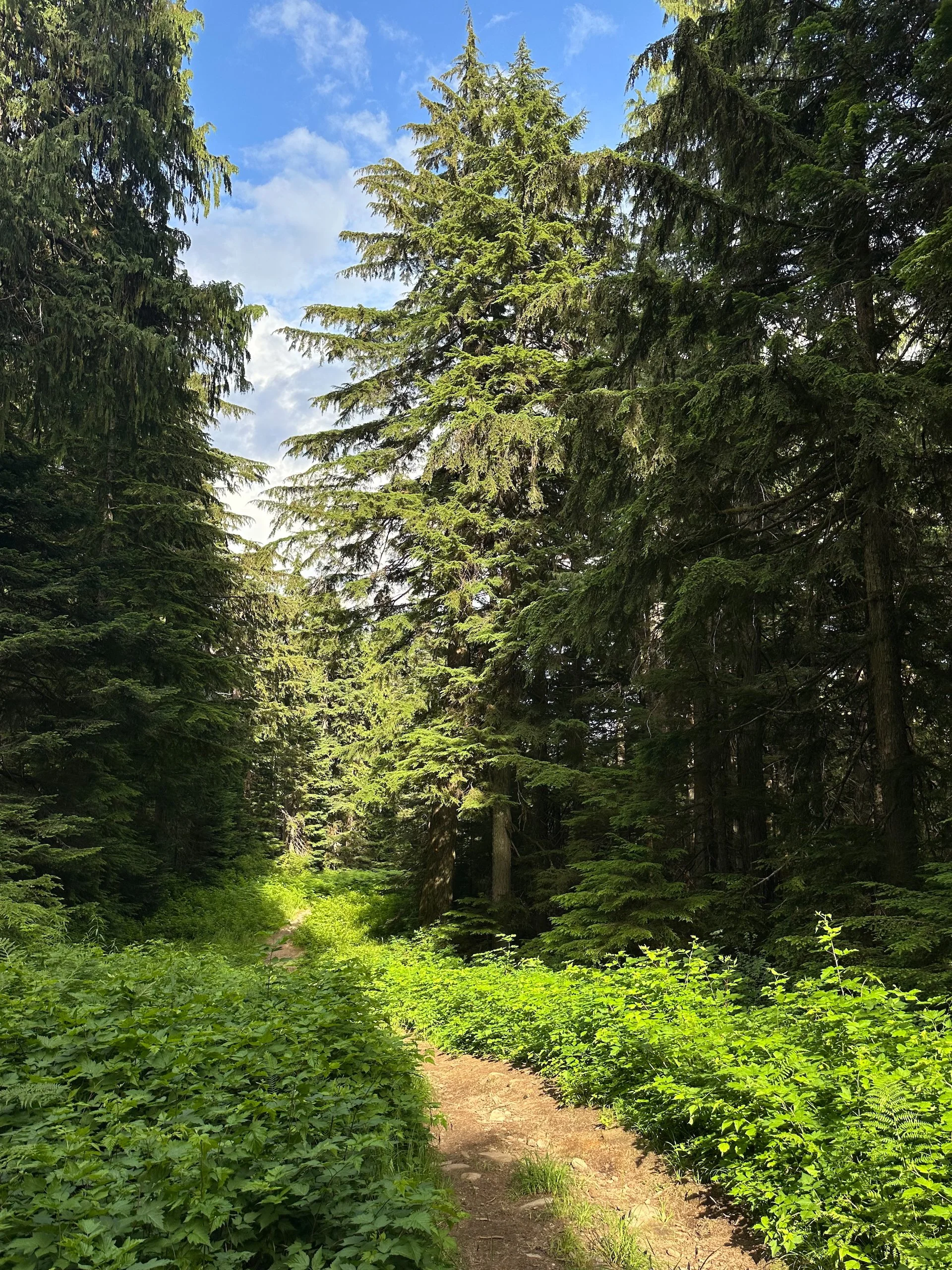  The trails were a mixture of old boardwalks and paths through the thick underbrush.  