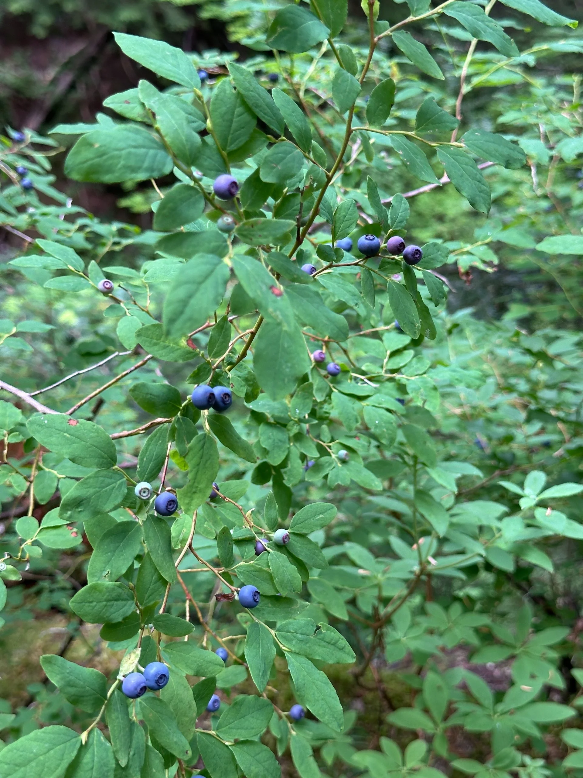  Mountain blueberries 