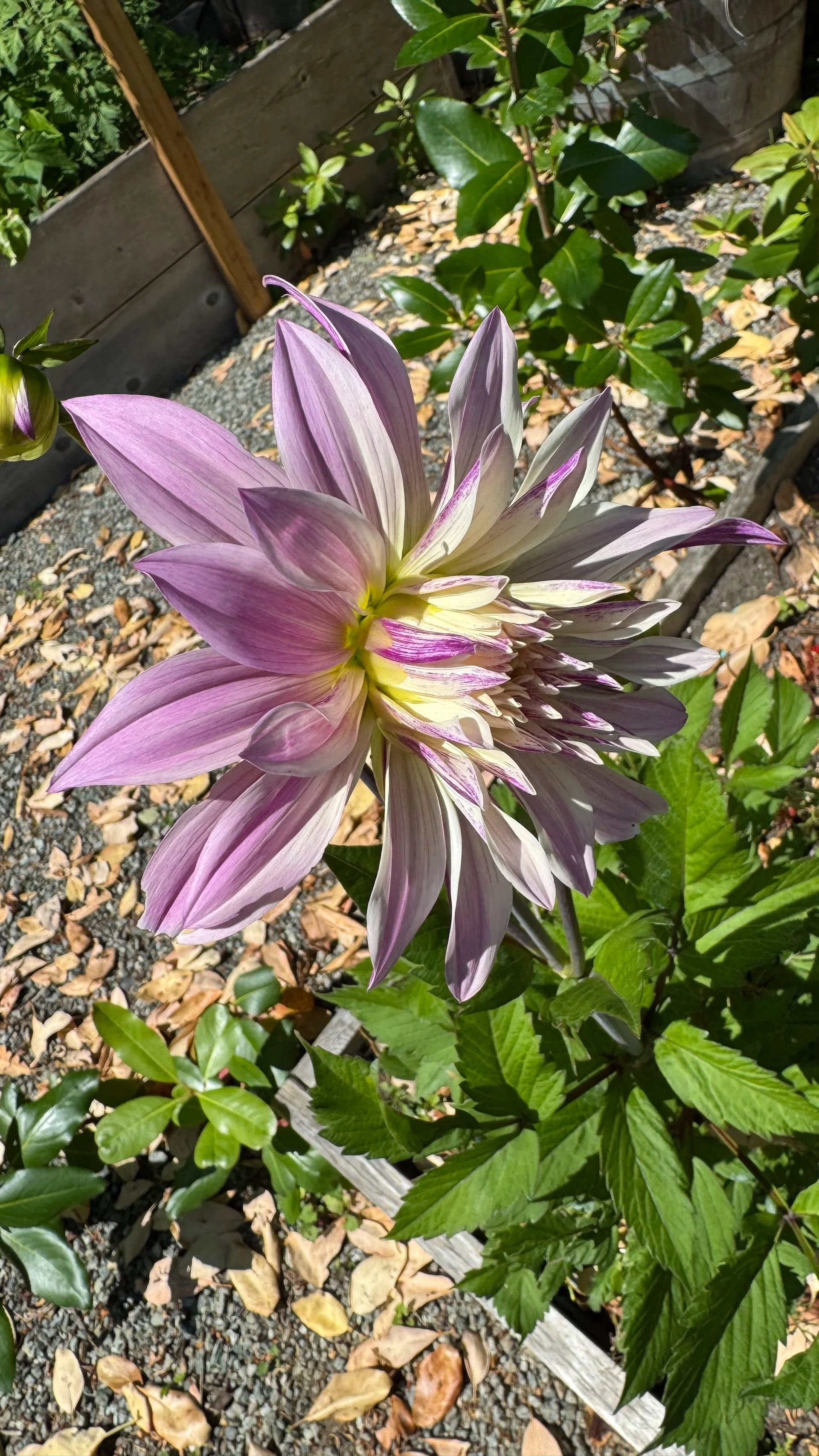  Justine got some great blooms on her dalias.  