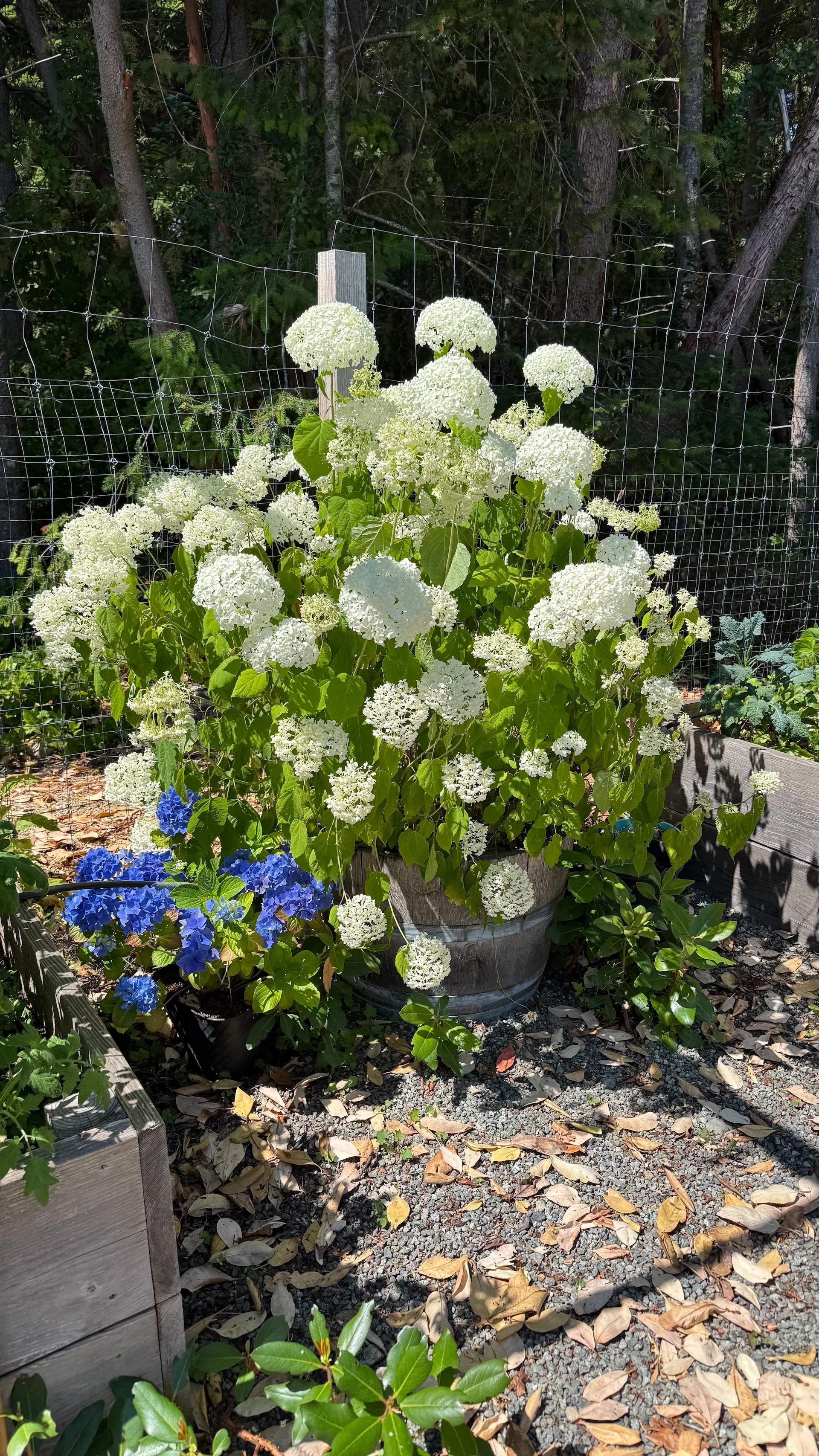  Our hydrangeas were beautiful this year! Amazing what happens when you shield them from the deer… 
