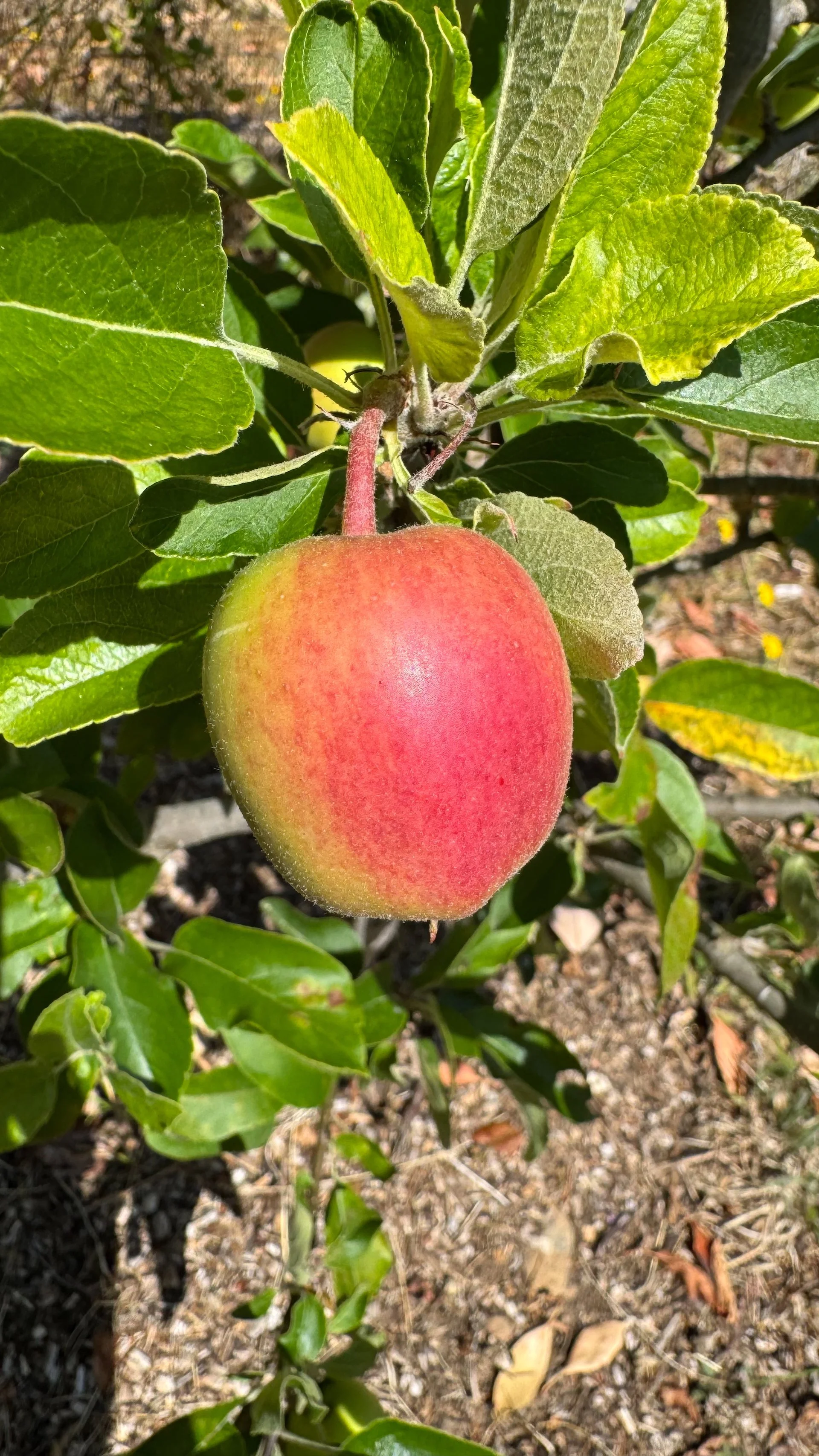  The apples are mostly staying quite small. Some are bigger, but I’m not sure about the Ambrosias.  