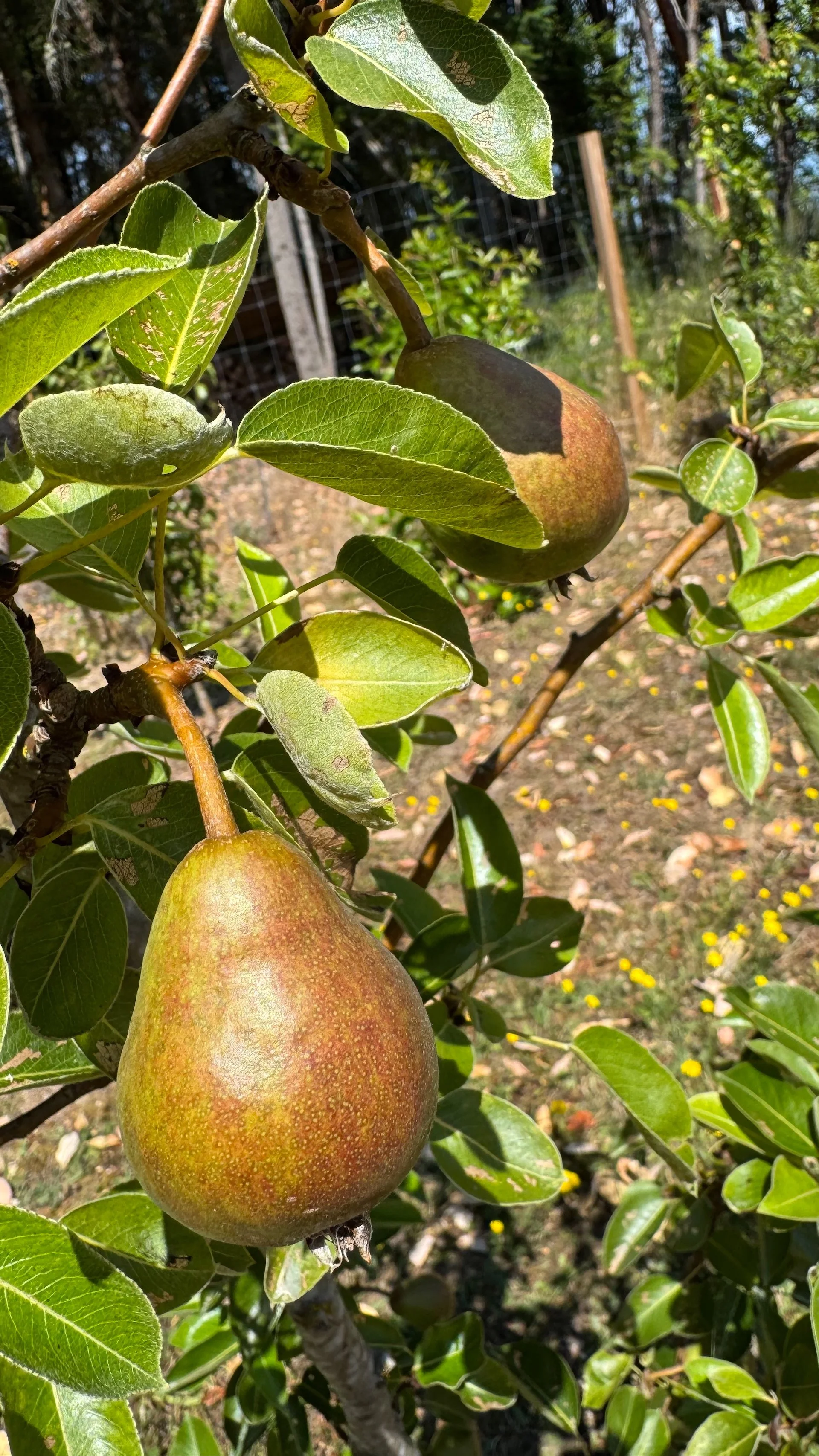  We have lots of peras on one tree; not so many of the others.  