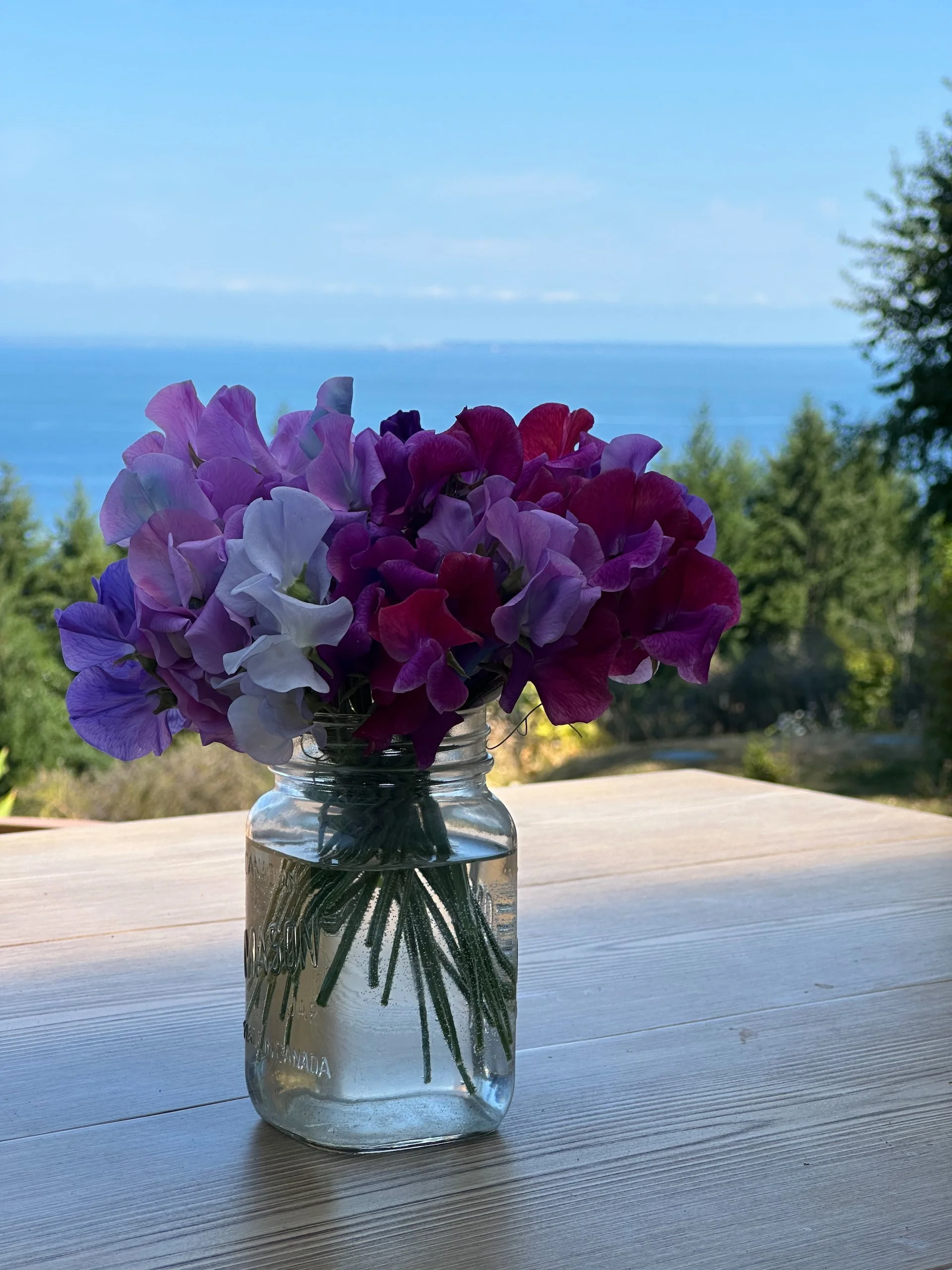  Tova brought up some lovely sweet peas.  