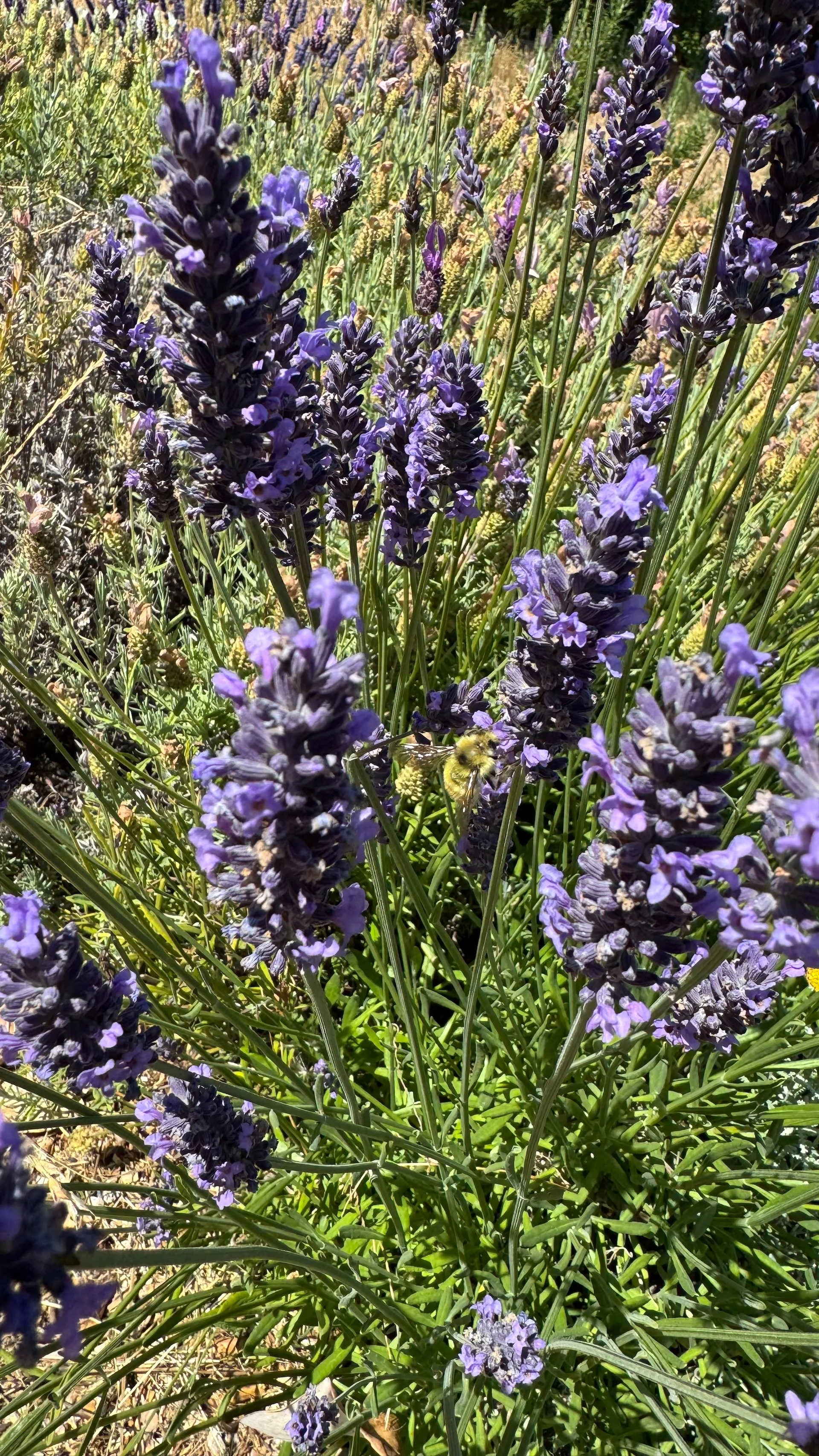 2025 07 Galiano - 6.jpeg