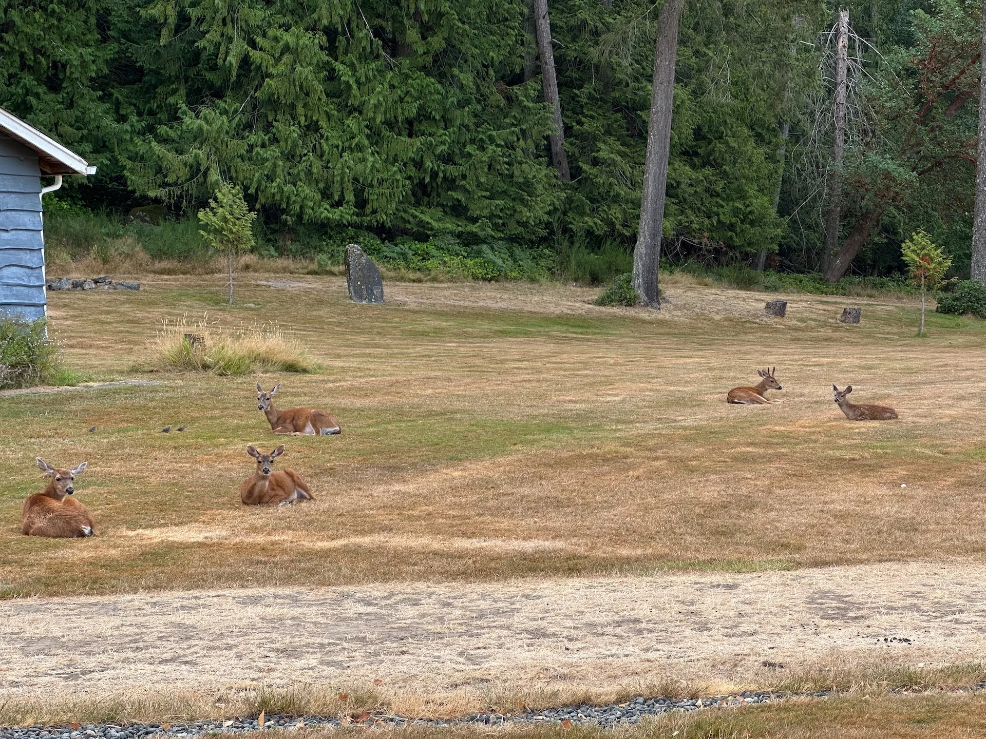  Such lazy critters - waiting on the morning meal. 