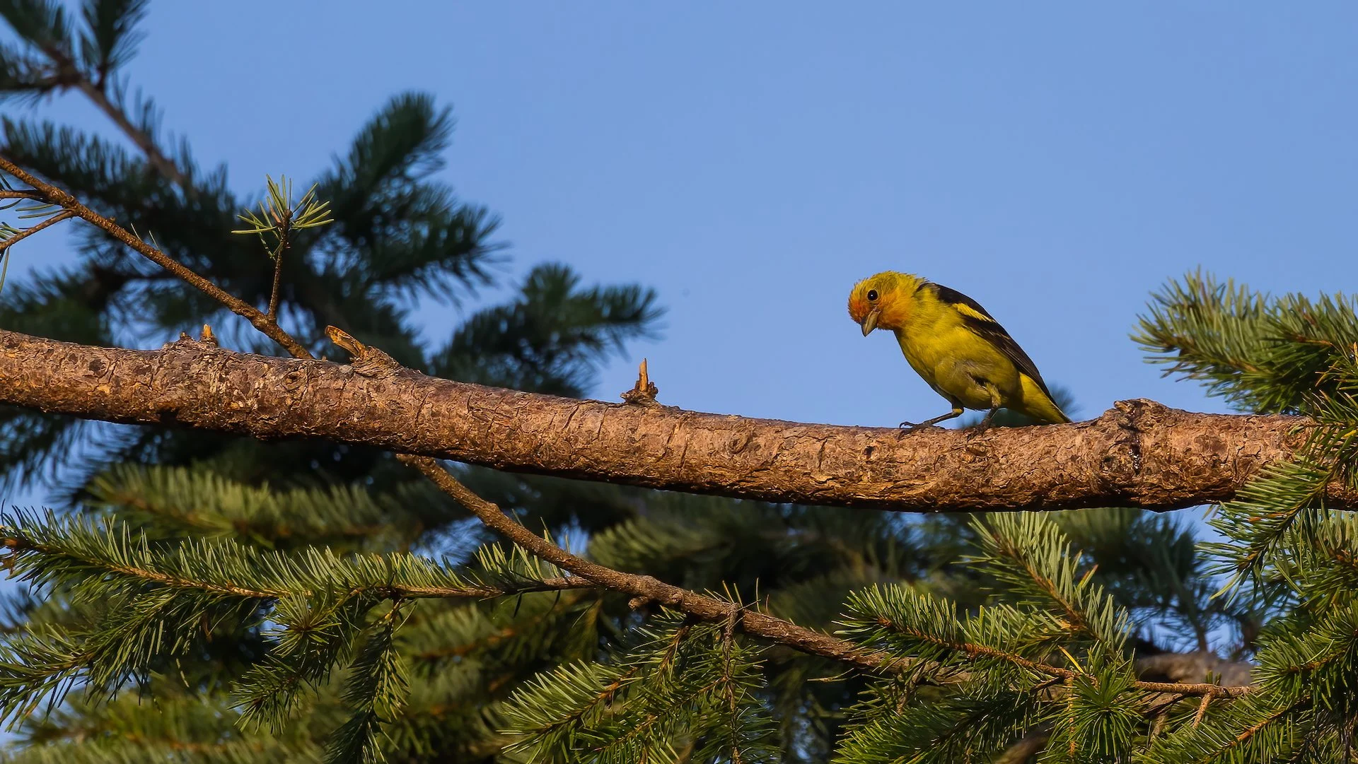  While I assumed tanagers ate insects, I had never seen it before. 