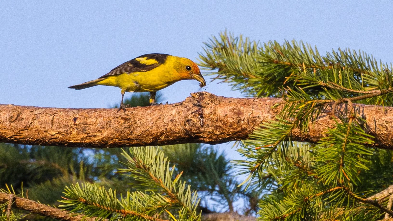  Until I got these shots of this guy catching a wasp! 