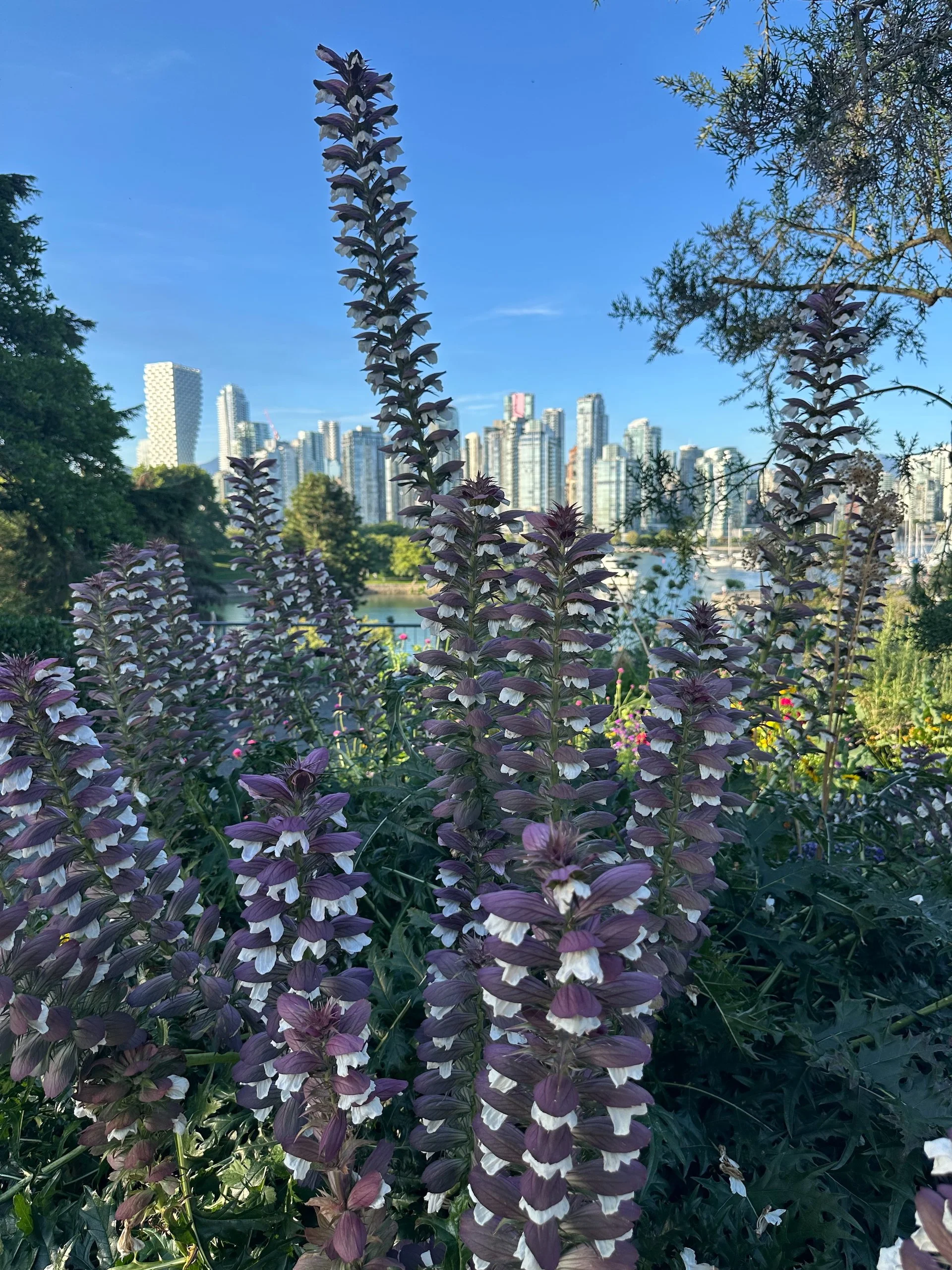  Random Vancouver flowers. 