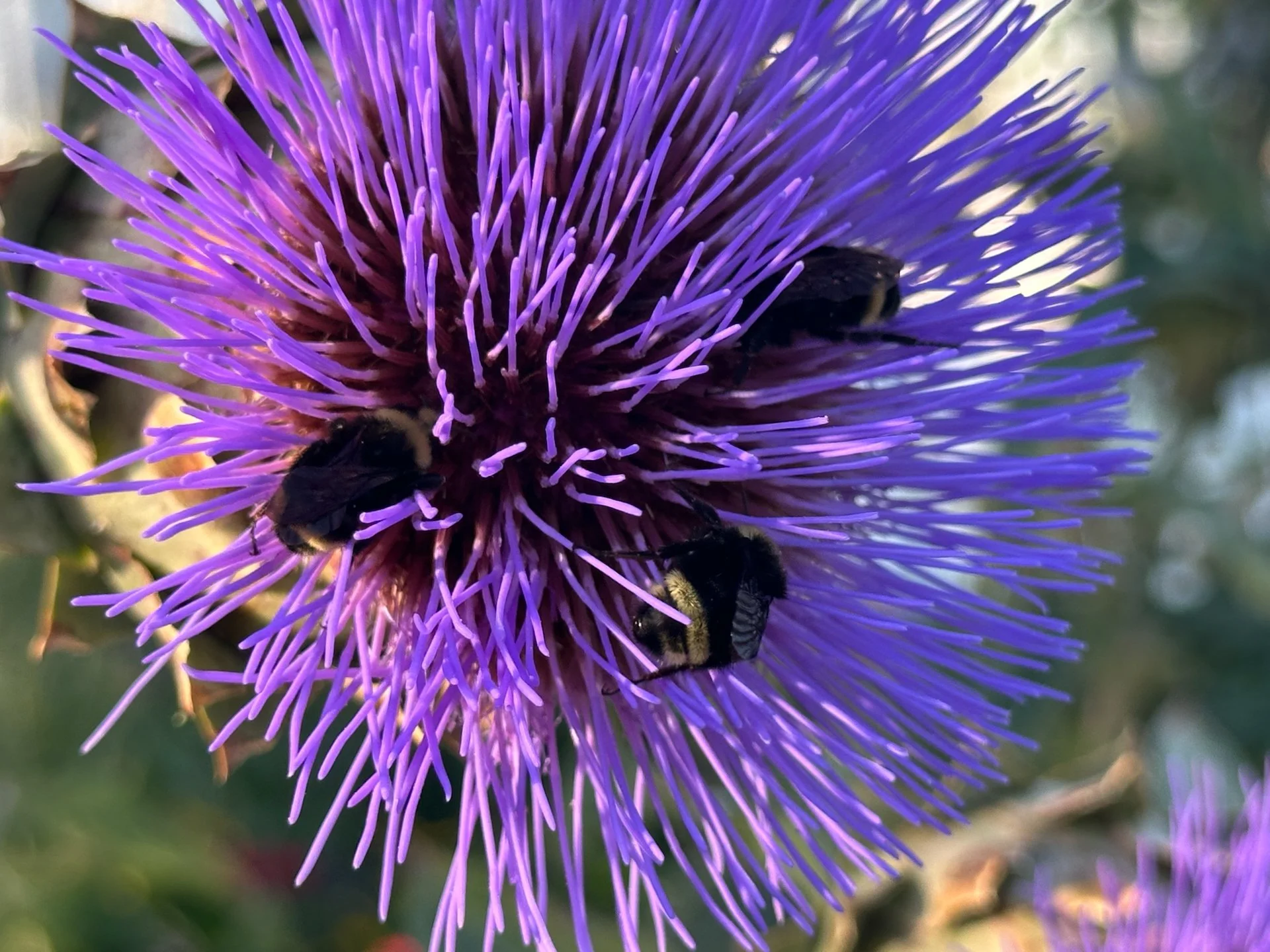  So many bumble bees! 