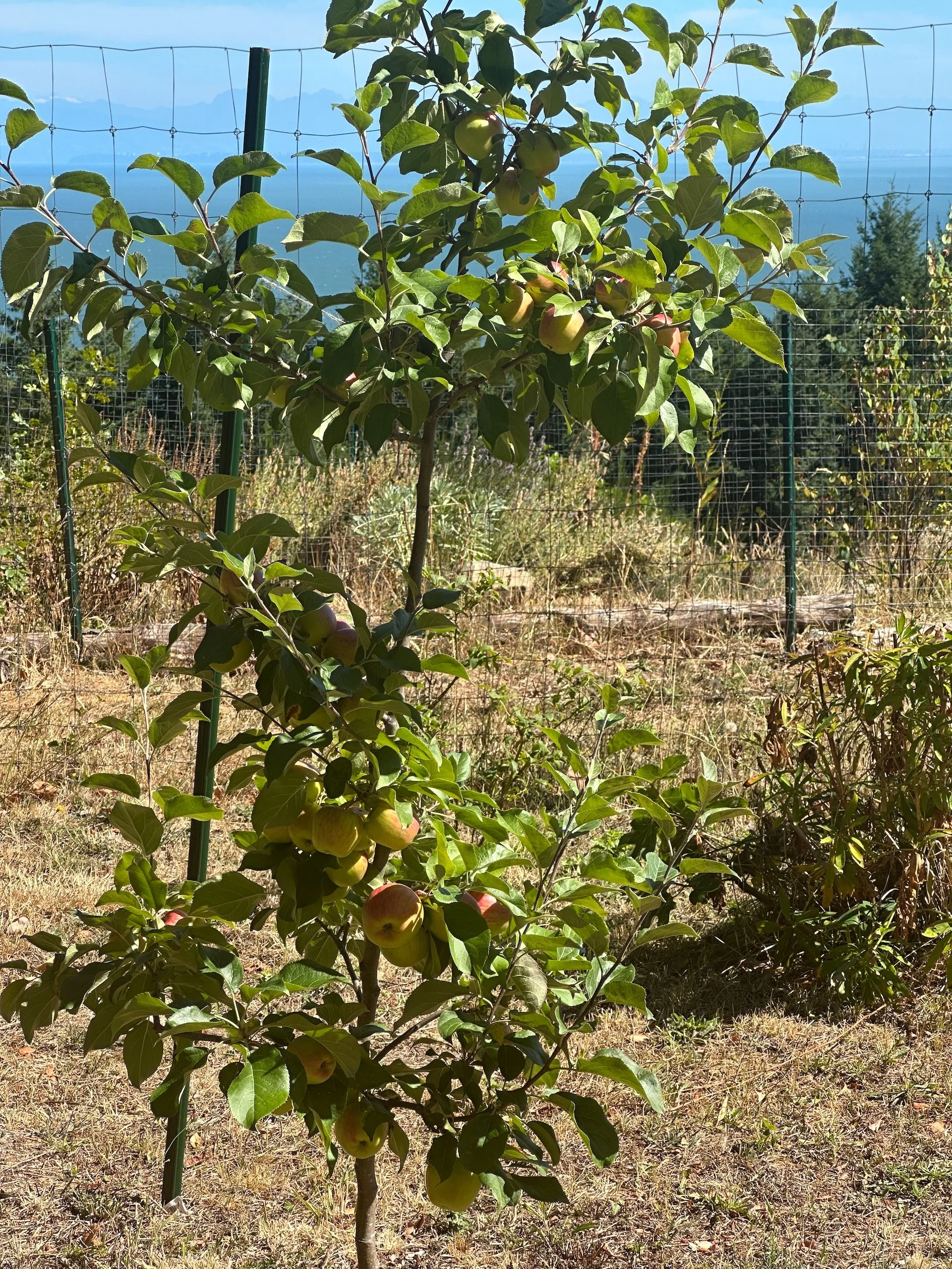  We’ll start with the apples and pears - this apple tree is our superstar! Easily the most fruit we’ve had! 