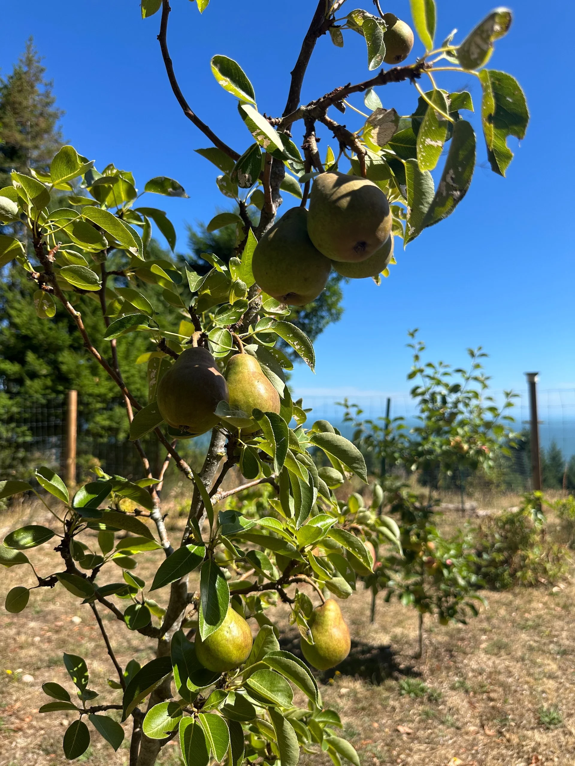  The pears aren’t really getting any bigger, but this little tree has lots of them. 