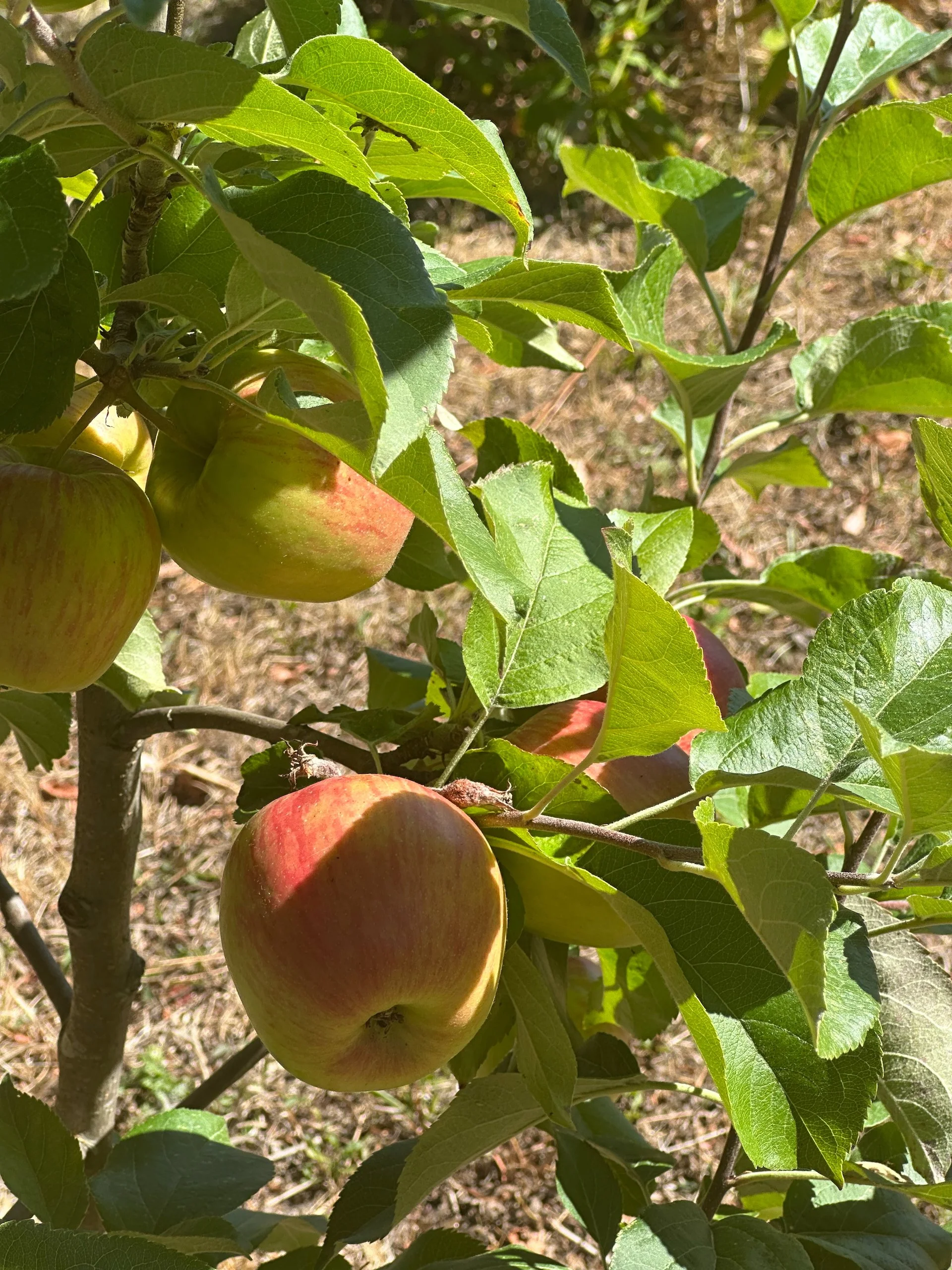  These ones are getting to a decent size. 