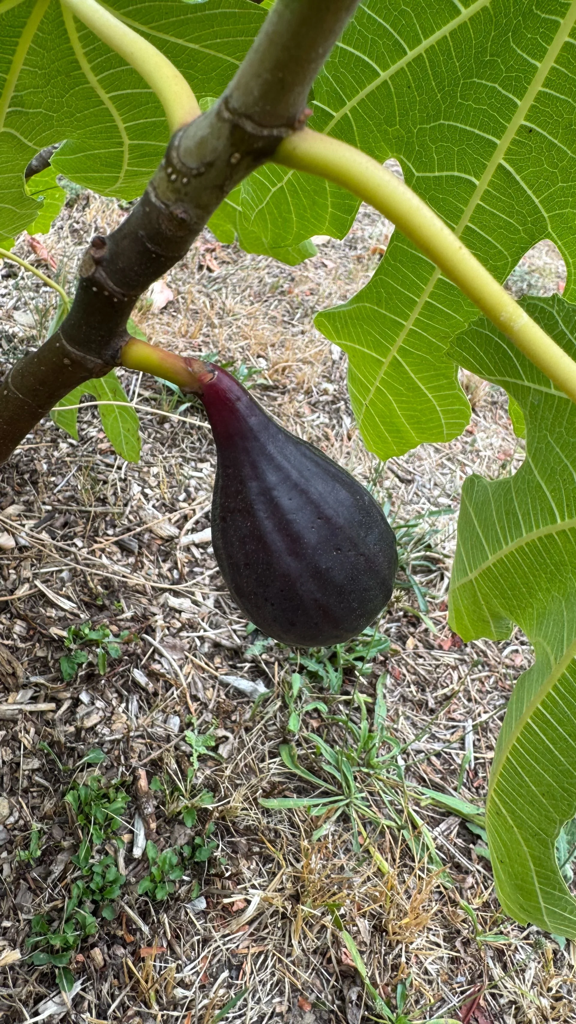  We’ve also had figs ripen for the first time! 
