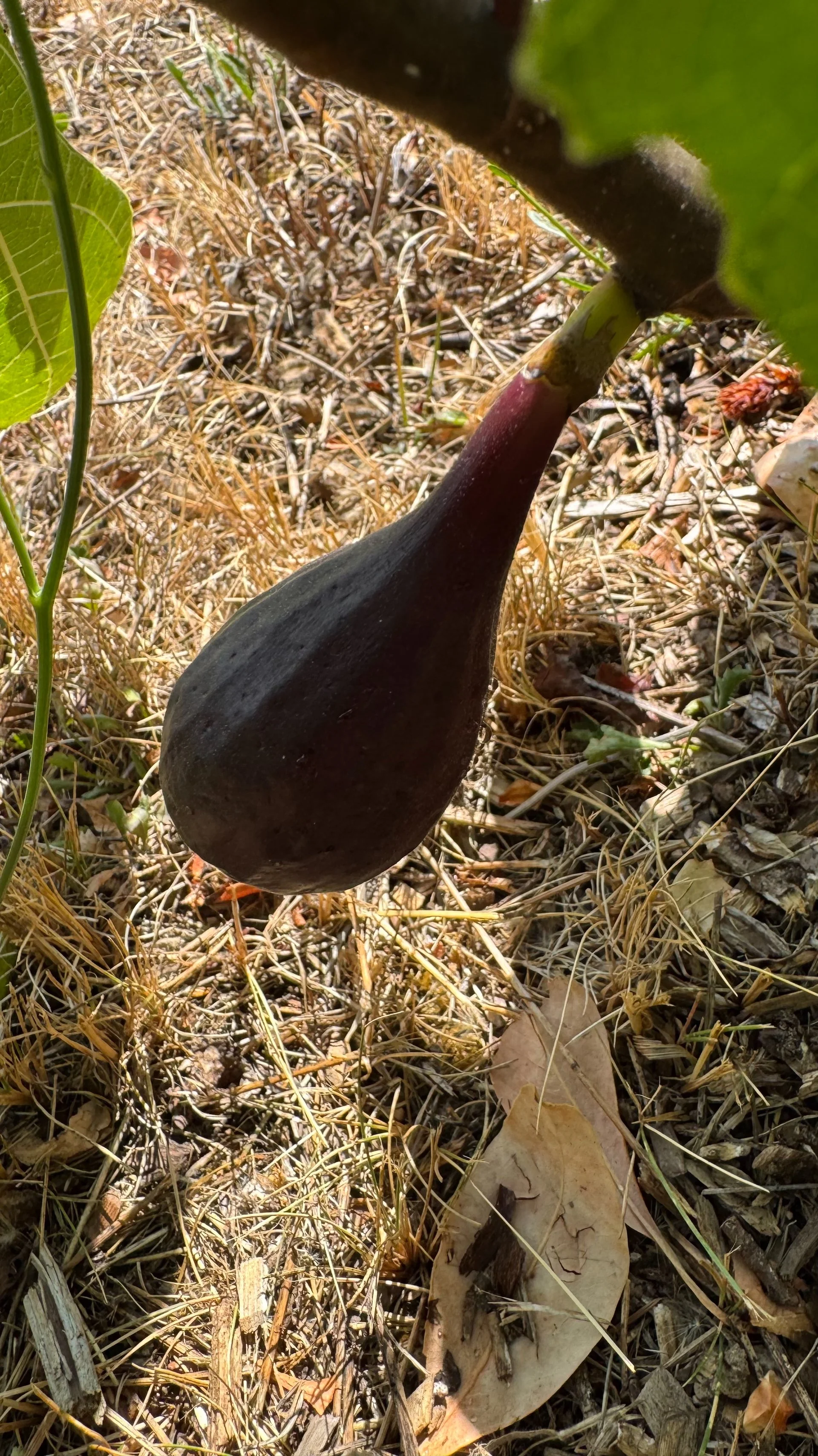  I think we’ve harvested a grand total of 4, but they were edible! 