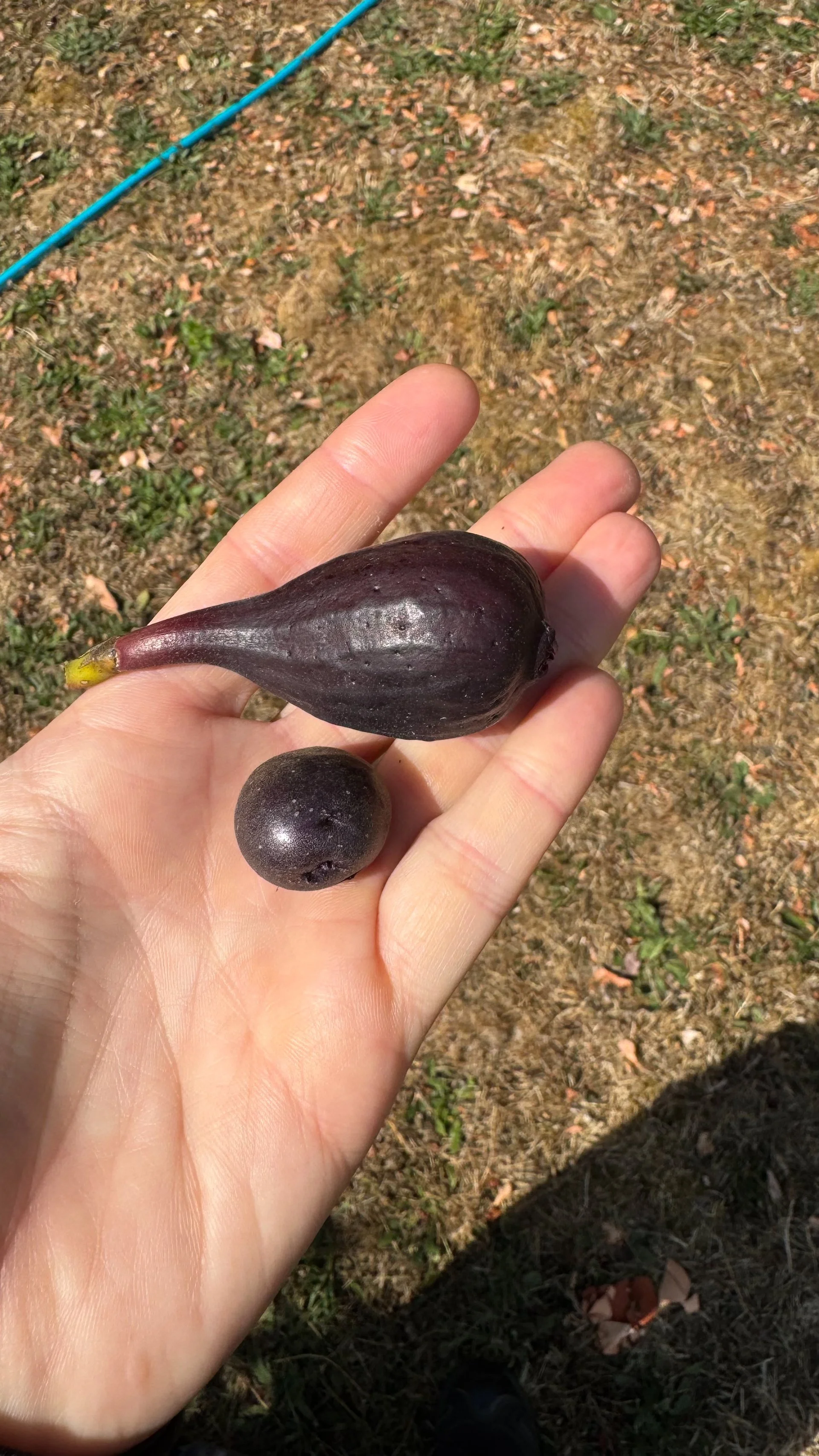 A mighty harvest - one fig and one potatoe. 