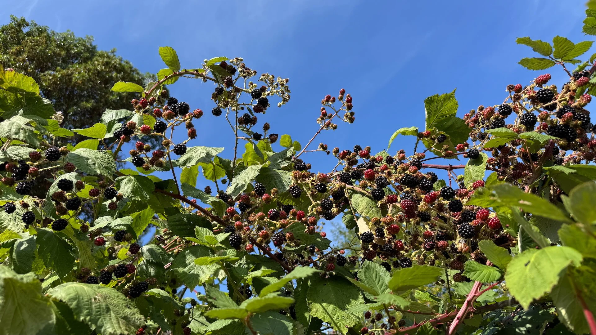  We have a huge blackberry bush about half way down the hill. We cleared a path to it so we could harvest berries. 