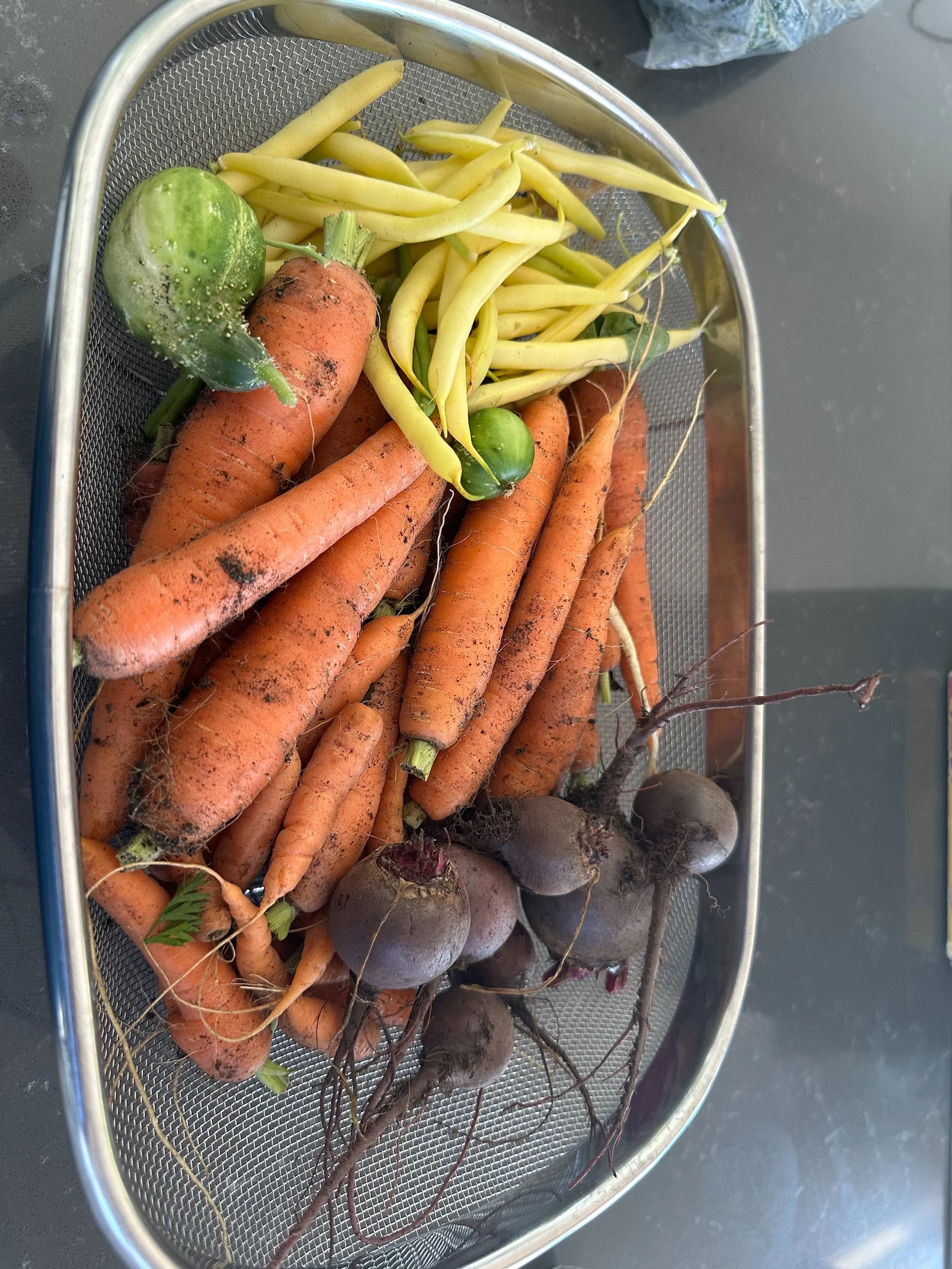  A sad harvest - only the carrots were as expected. 