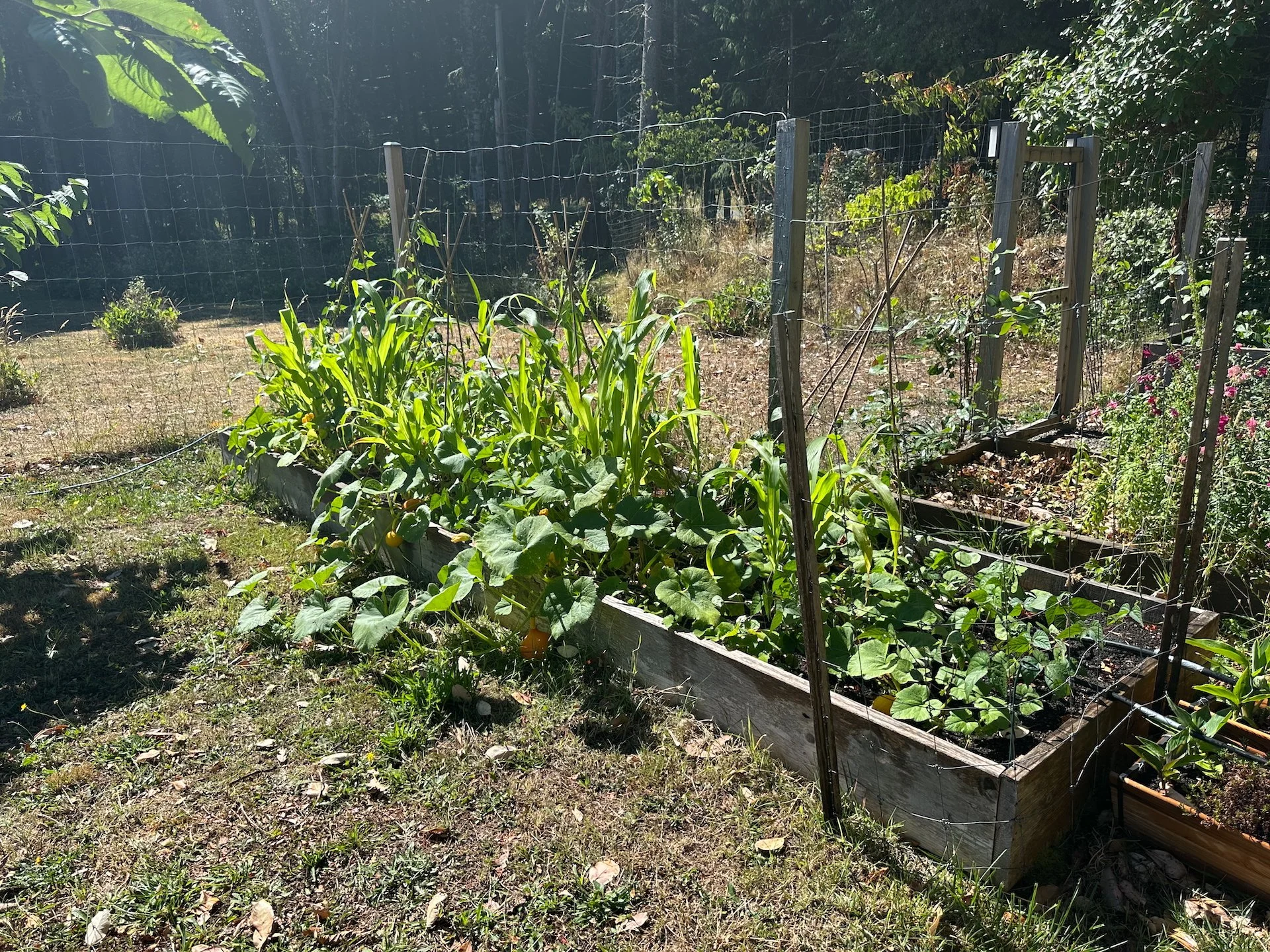  The corn is behind where I think it needs to be, and the pole beans and squash are still coming along.  