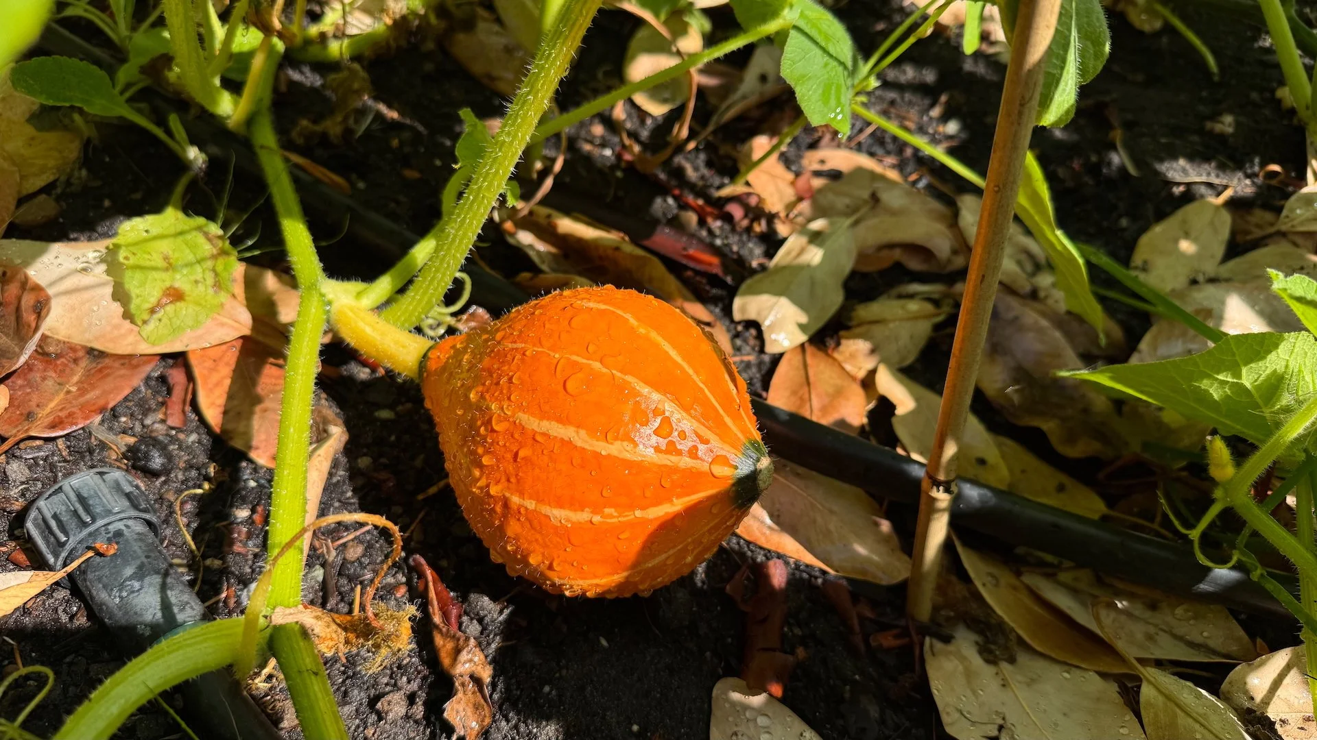  Sadly the critters have been eating my squash! 