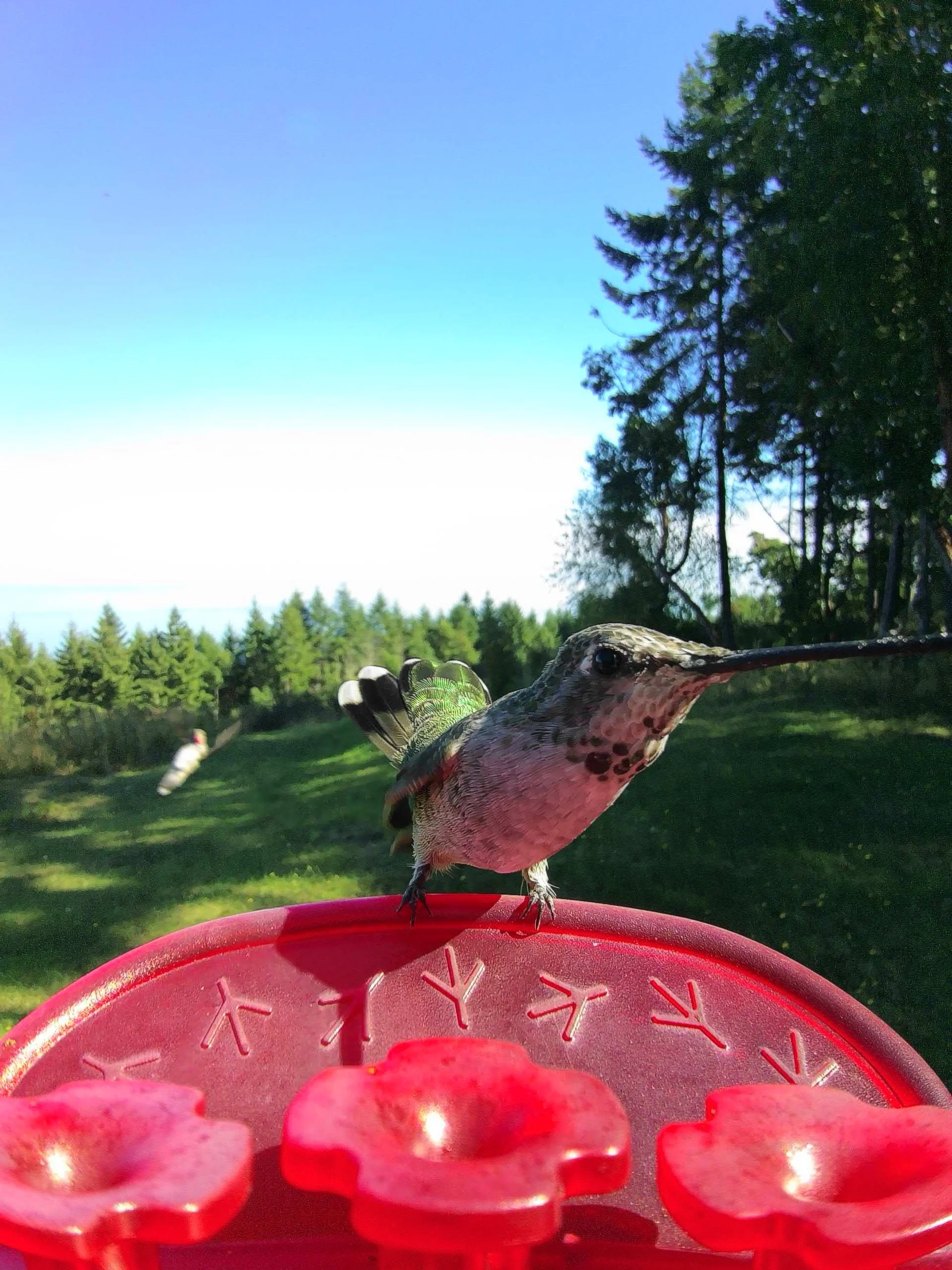 I thought this was a good photo from the Bird Buddy. Good detail on the little Anna’s, and the second one zooming away behind was kind of fun! 