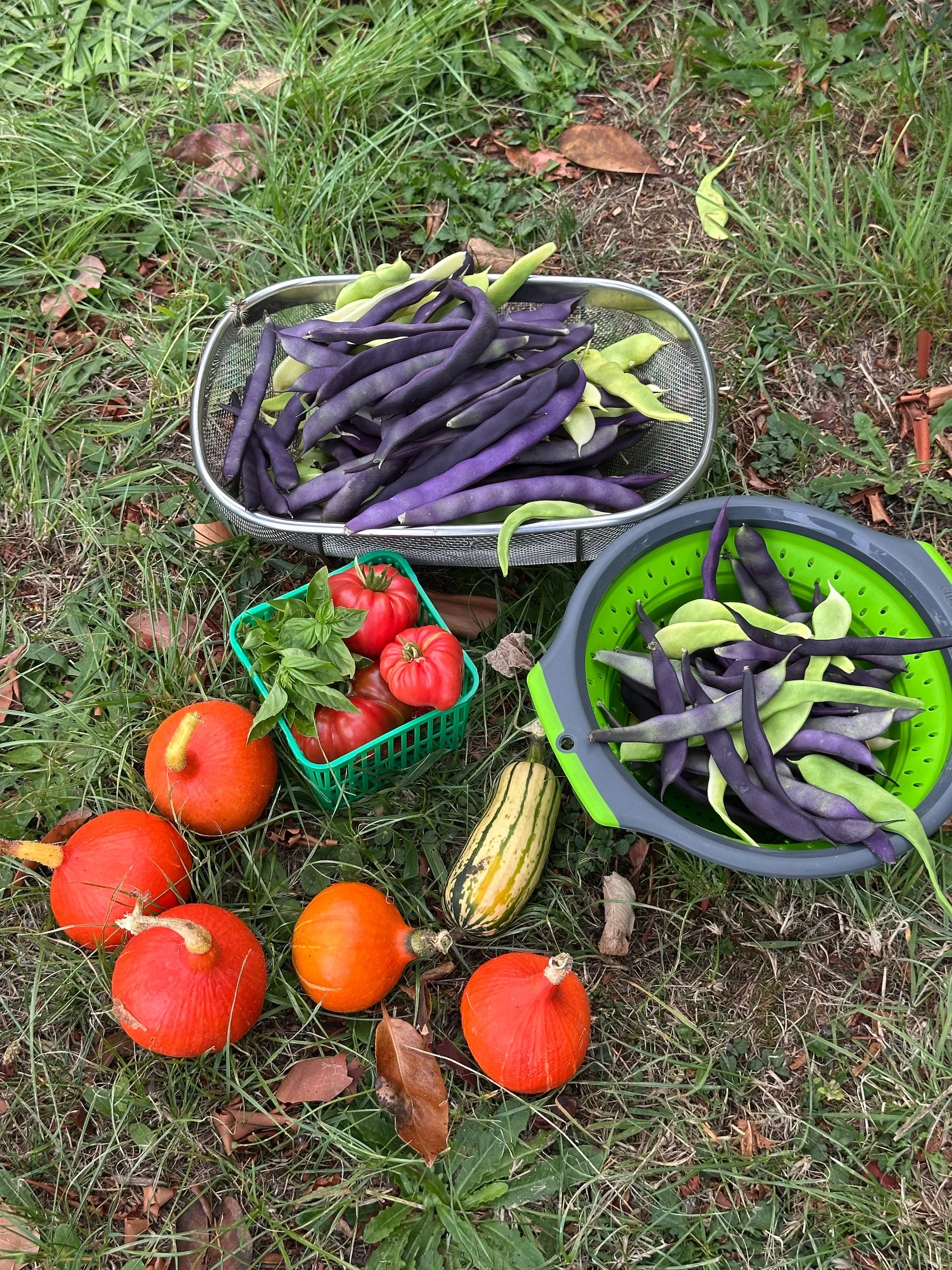  The garden this year was, overall, a failure. It was weird how little grew this year. As we’ll be away for a few weeks, we needed to harvest what was available. The pole beans we were a bit early on. But we got a good 2-3 cups of shelled beans from 
