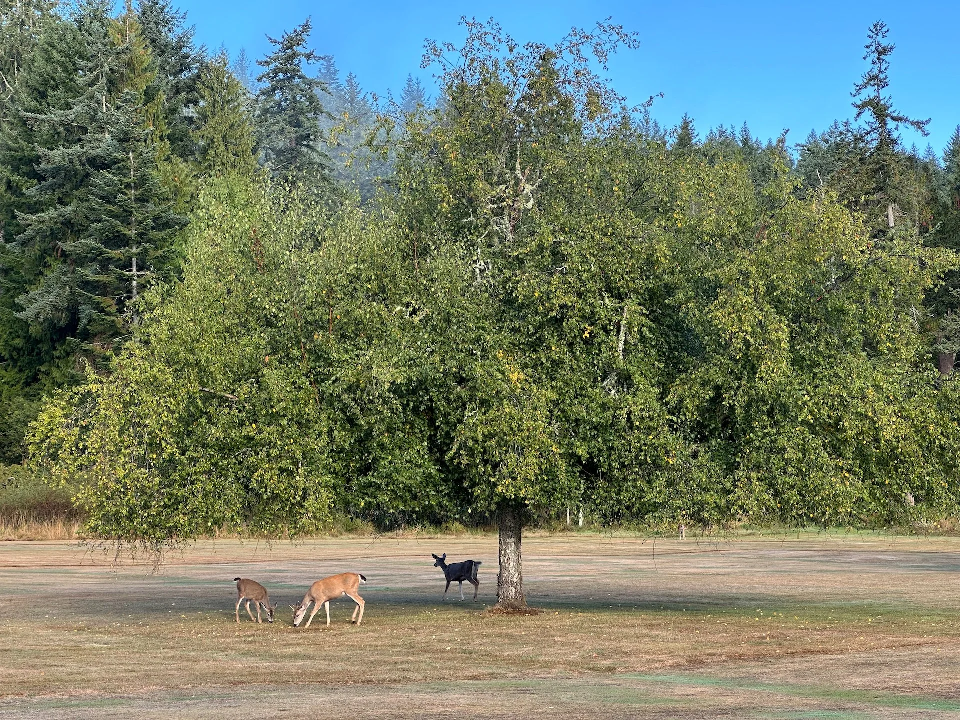  While I was out golfing this morning, the deer were having breakfast off this poor tree.  