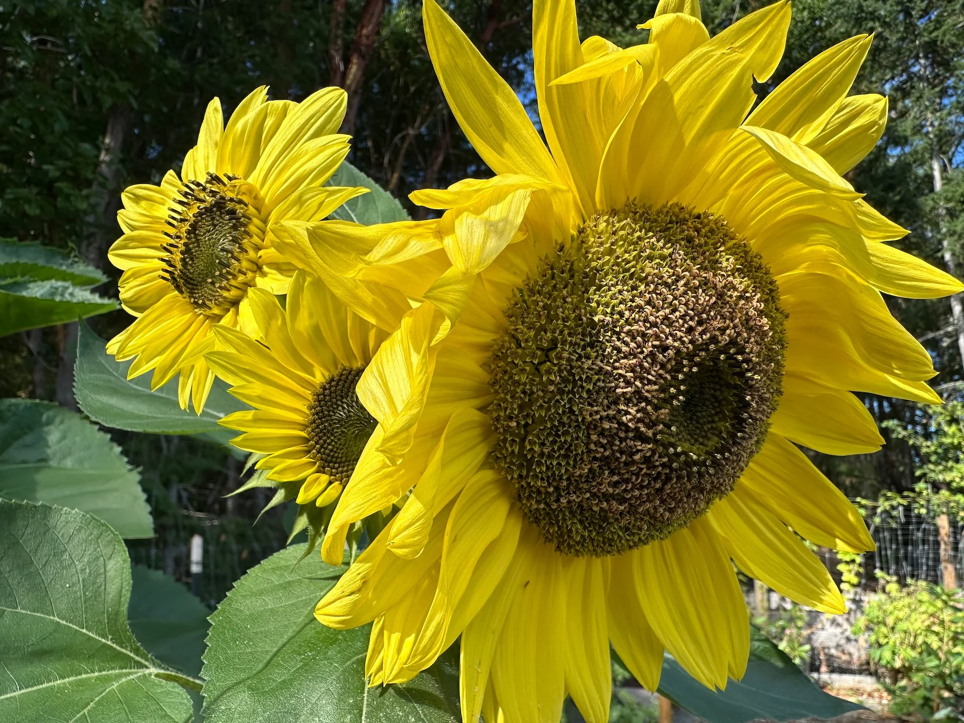  I late planted some sunflower seeds I had kicking around. And surprisingly, they grew and bloomed! 