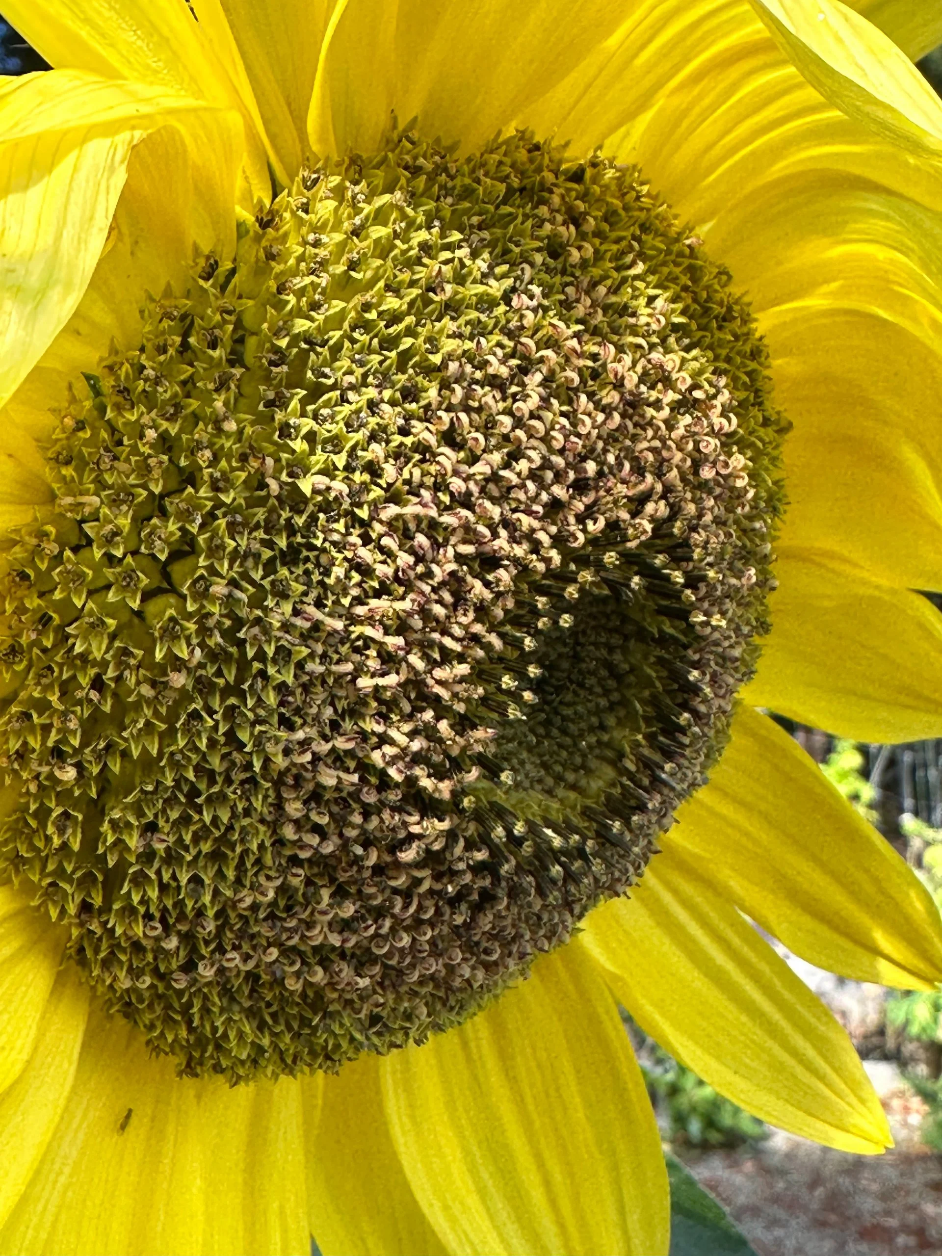 Galiano 2025 09 21 - 6.jpeg