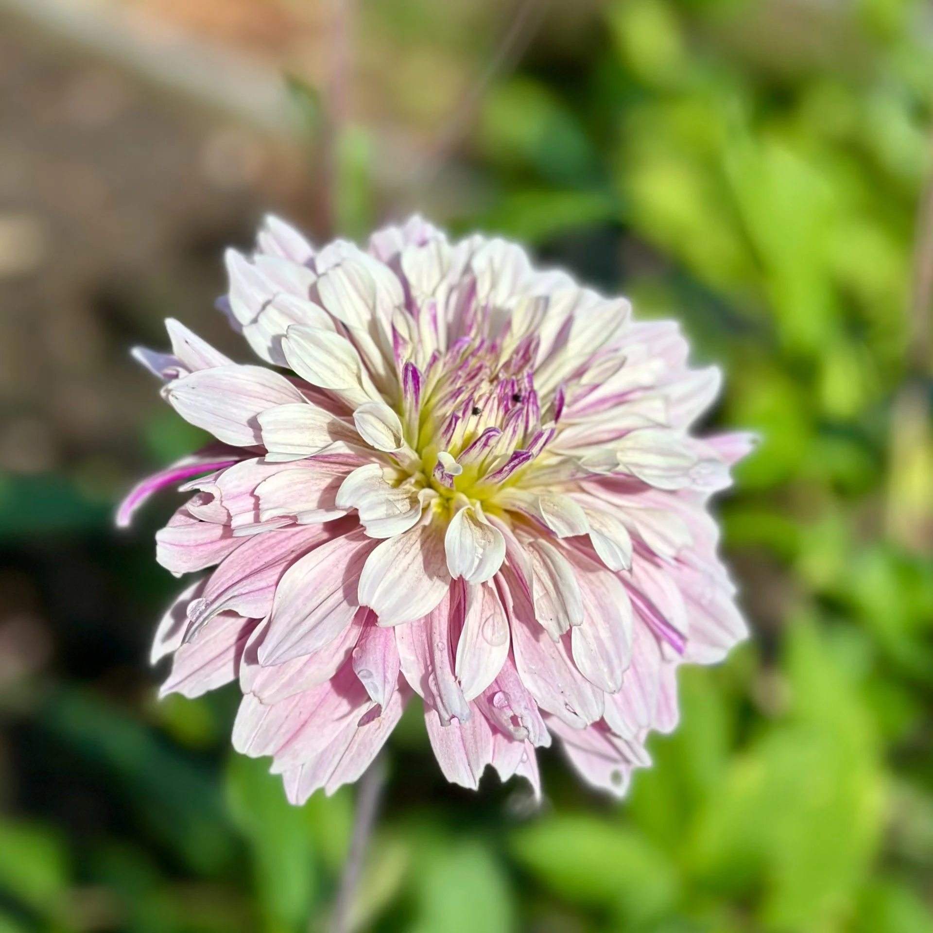  Justine has had a few of her dahlias bloom late this season as well.  