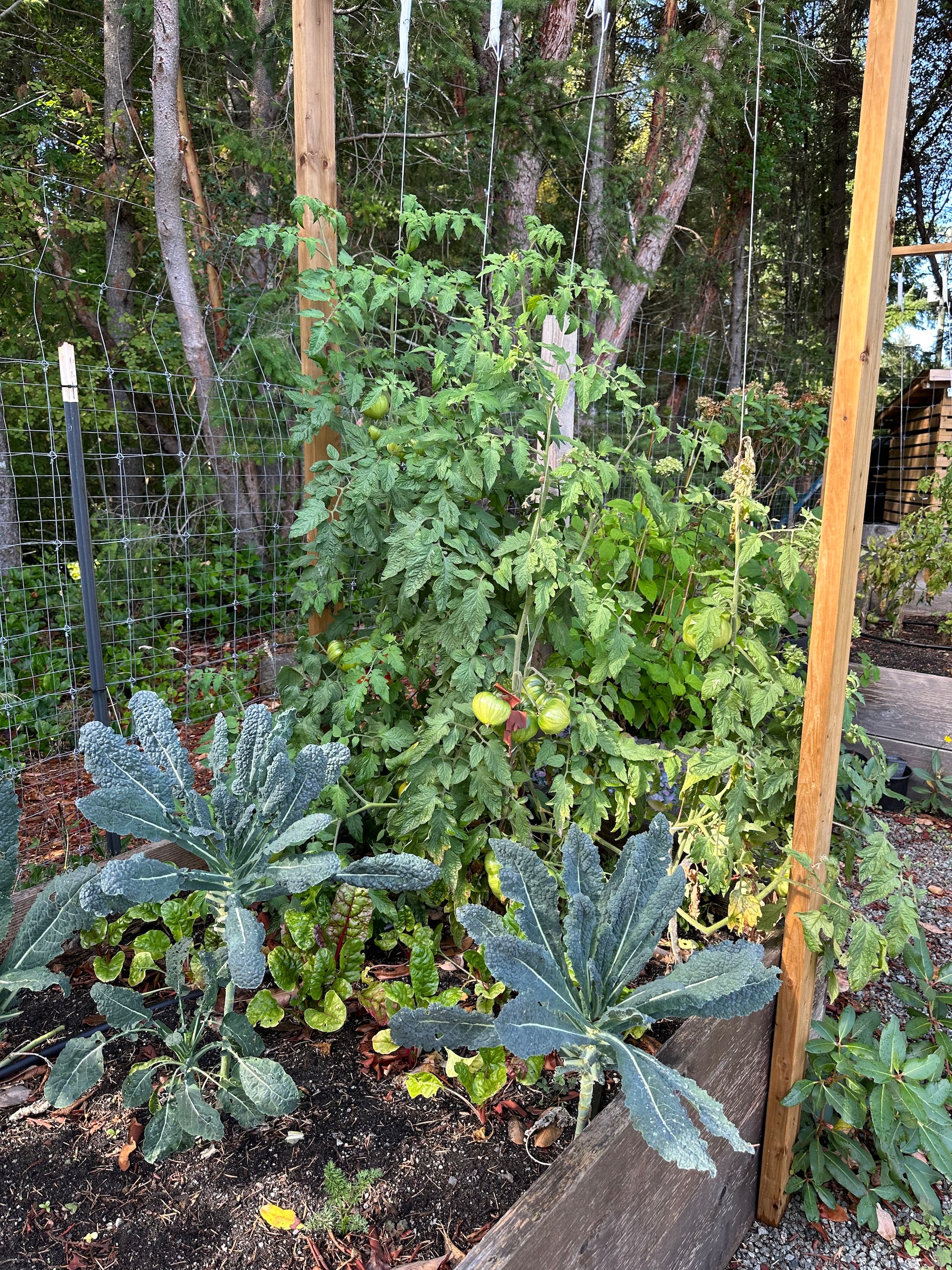 I tried trellising my tomatoes this year. It worked quite well, except that they are all still green. We’ve had a few (and they were delicious) but I’m guessing we’re going to miss most of them.   