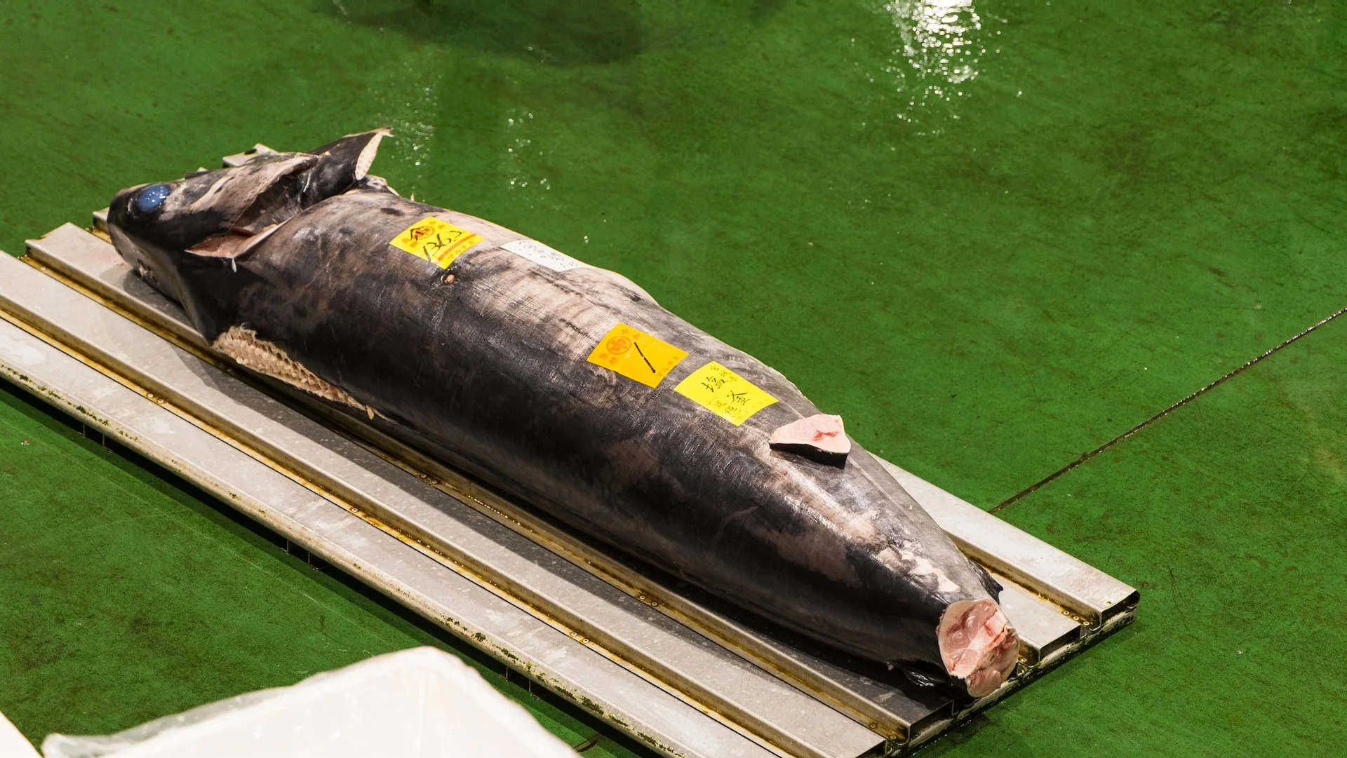  I think this is actually a shark, not a tuna.  